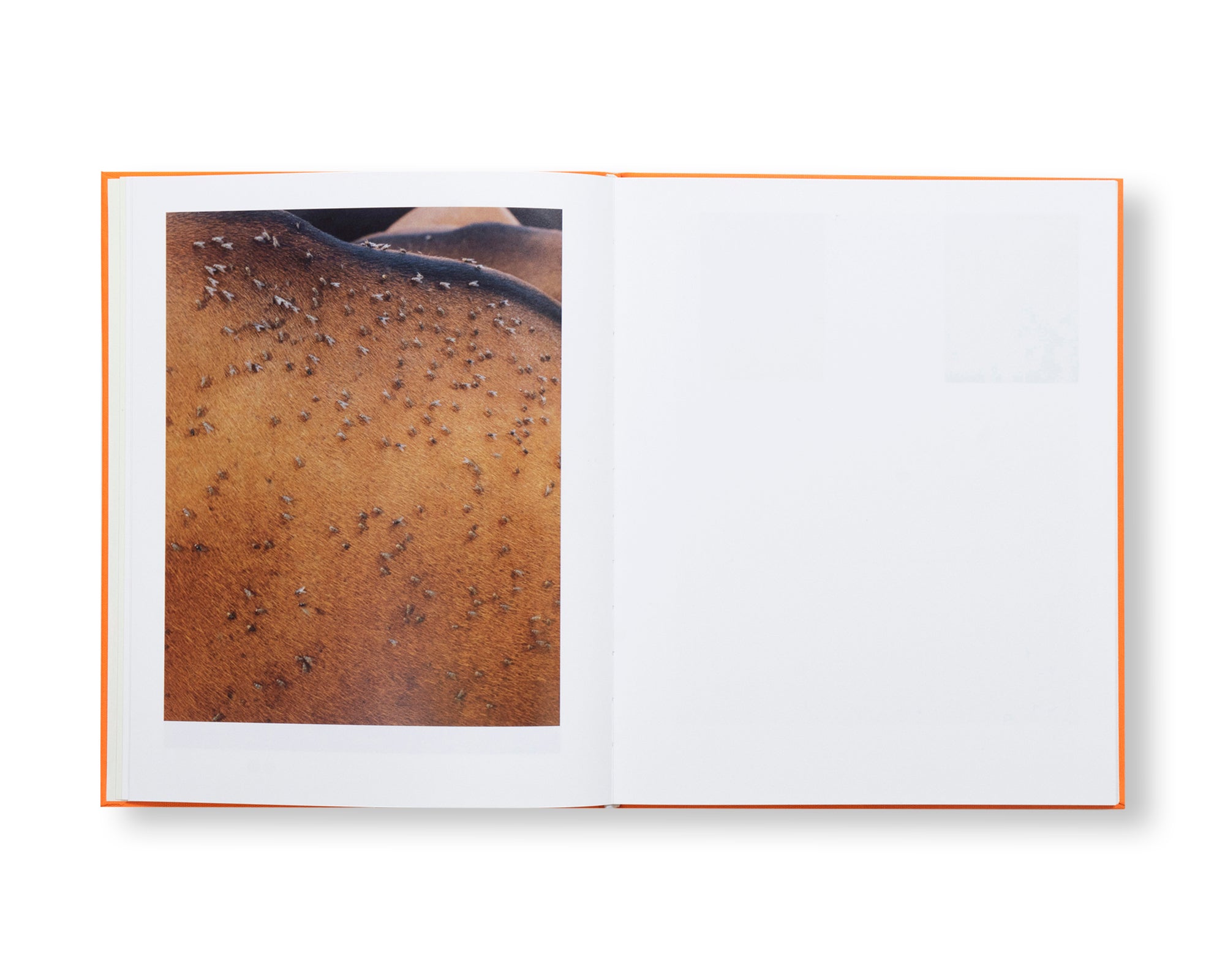 ASSEMBLY by Jack Bool