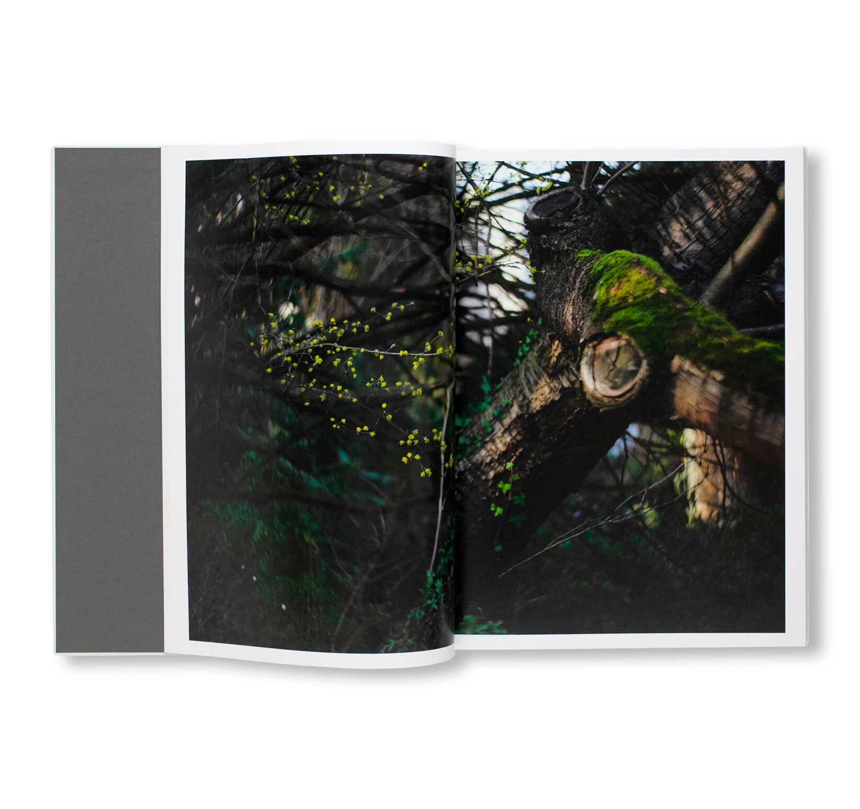 CLOUD PHYSICS by Terri Weifenbach