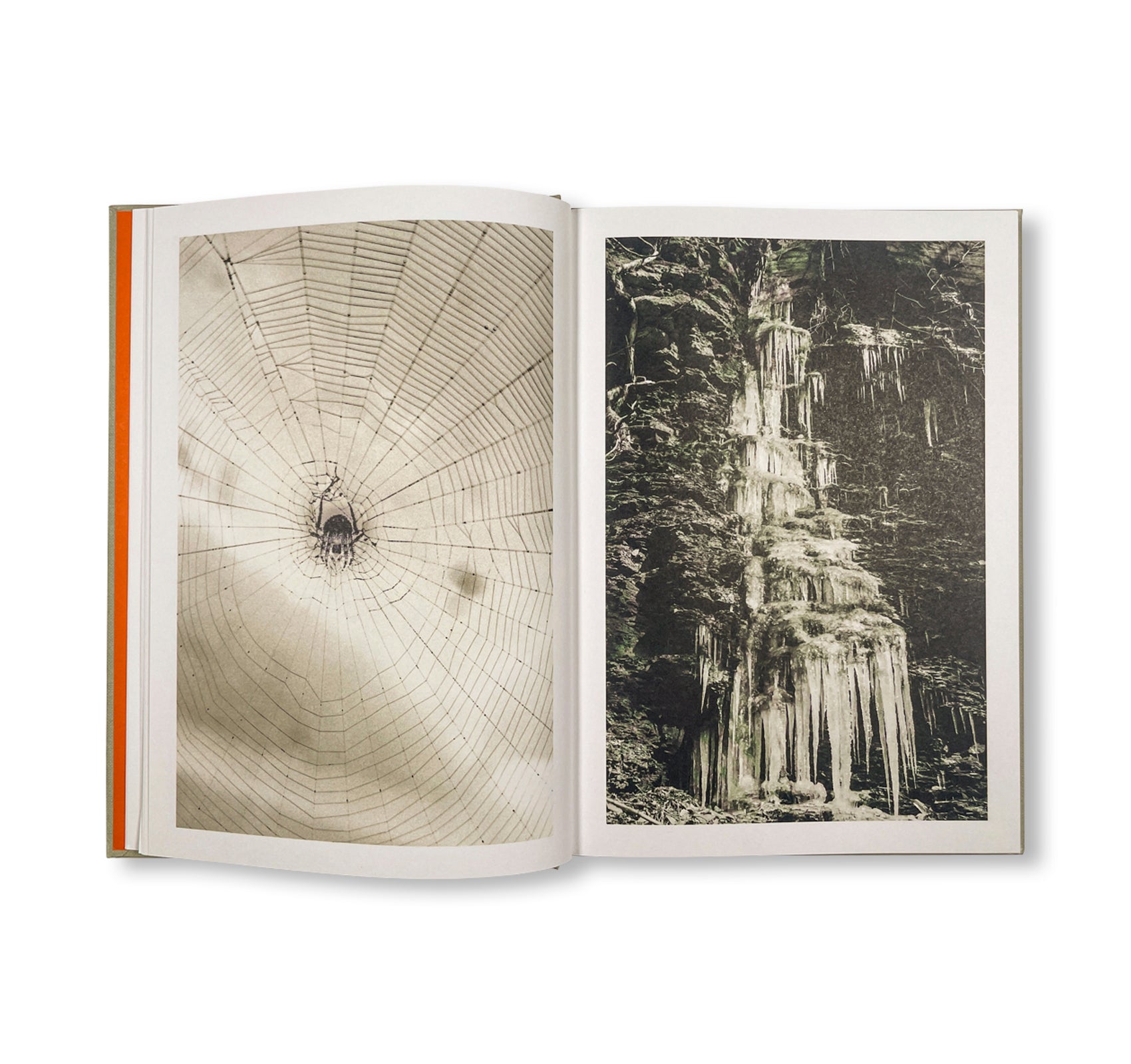 THE LOTTERY by Melissa Catanese