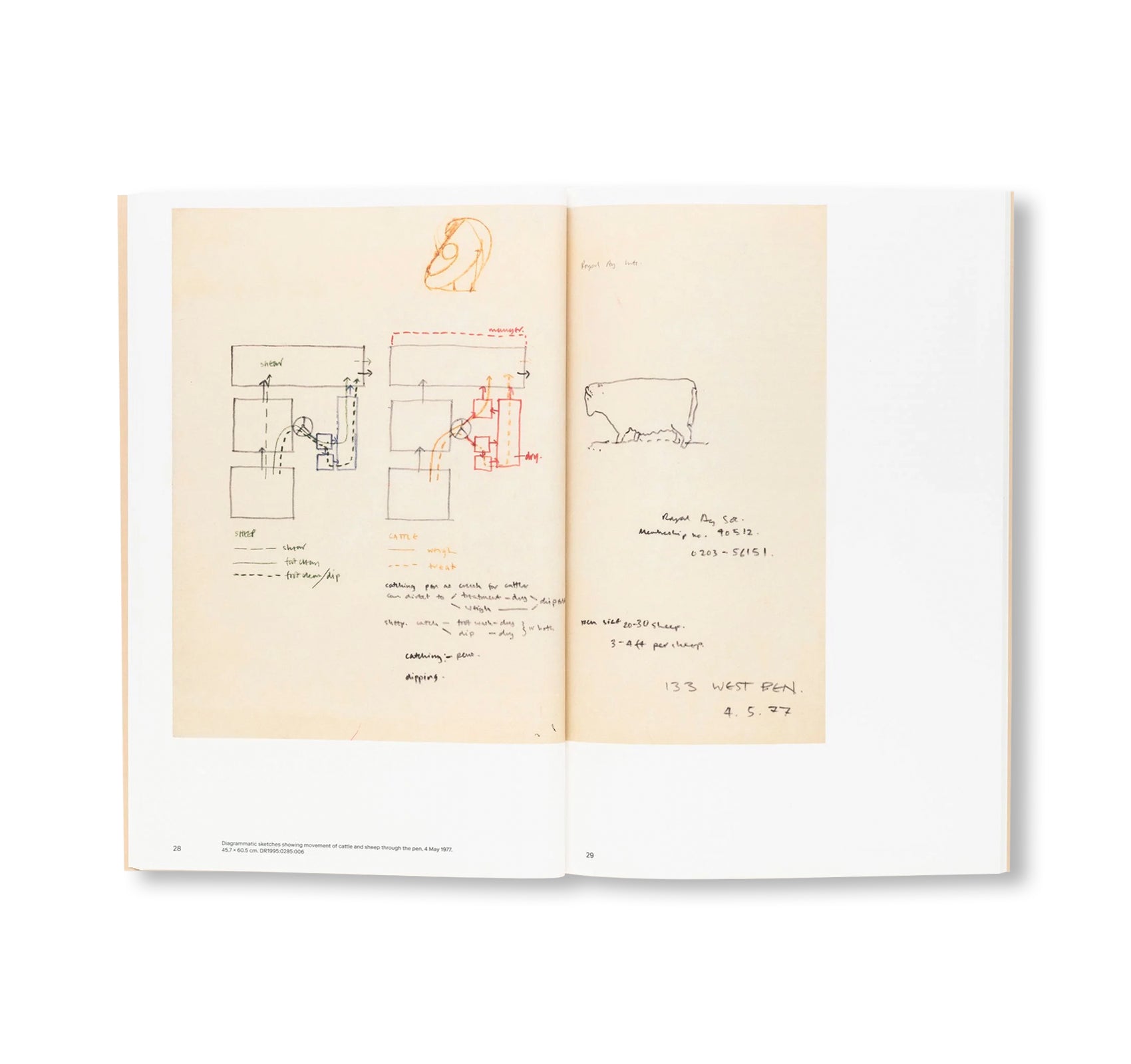 IS THERE A KNOWN OPTIMUM GATE SIZE FOR THE DUAL CONTROL OF CATTLE AND SHEEP? by Sofia Nannini