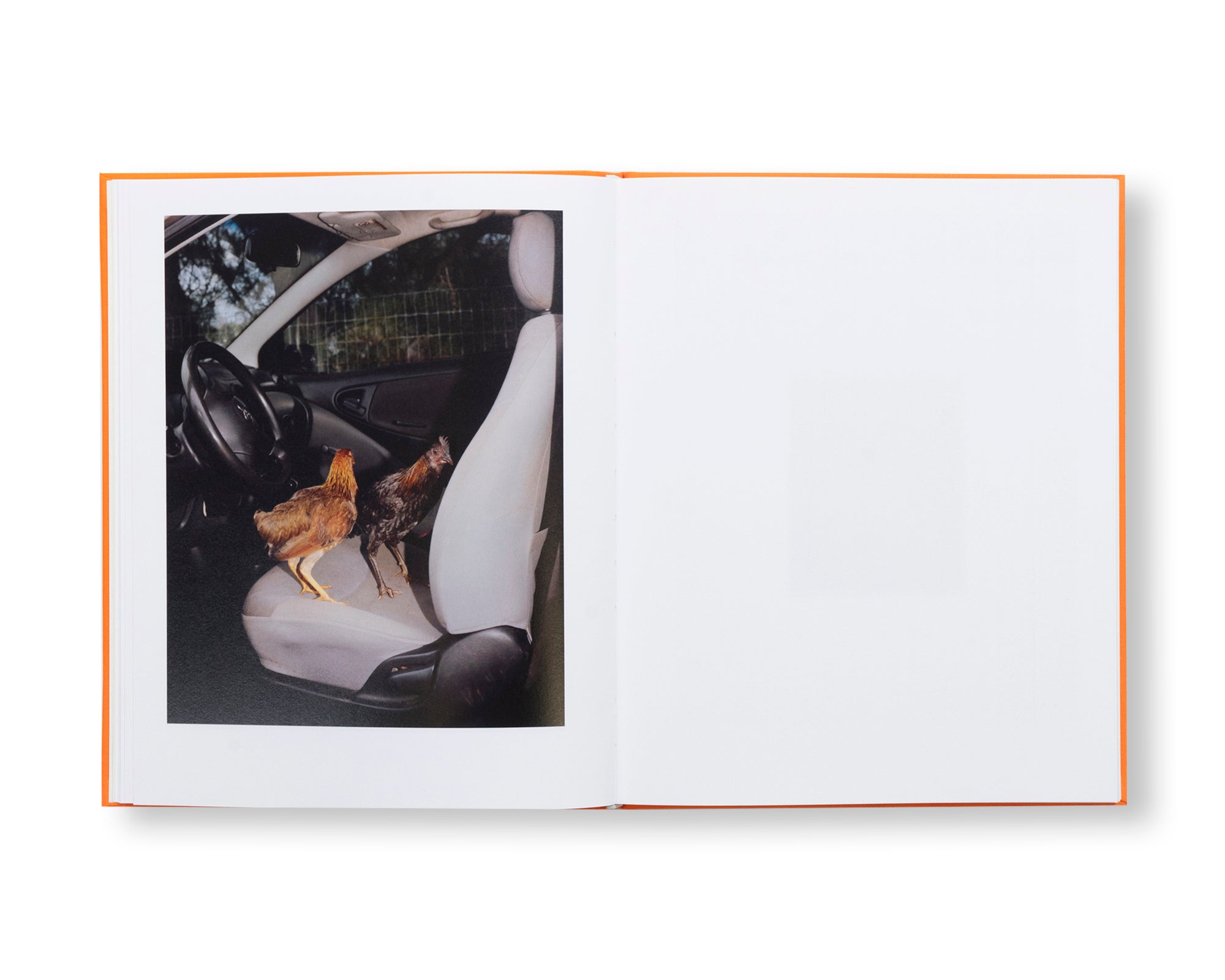 ASSEMBLY by Jack Bool