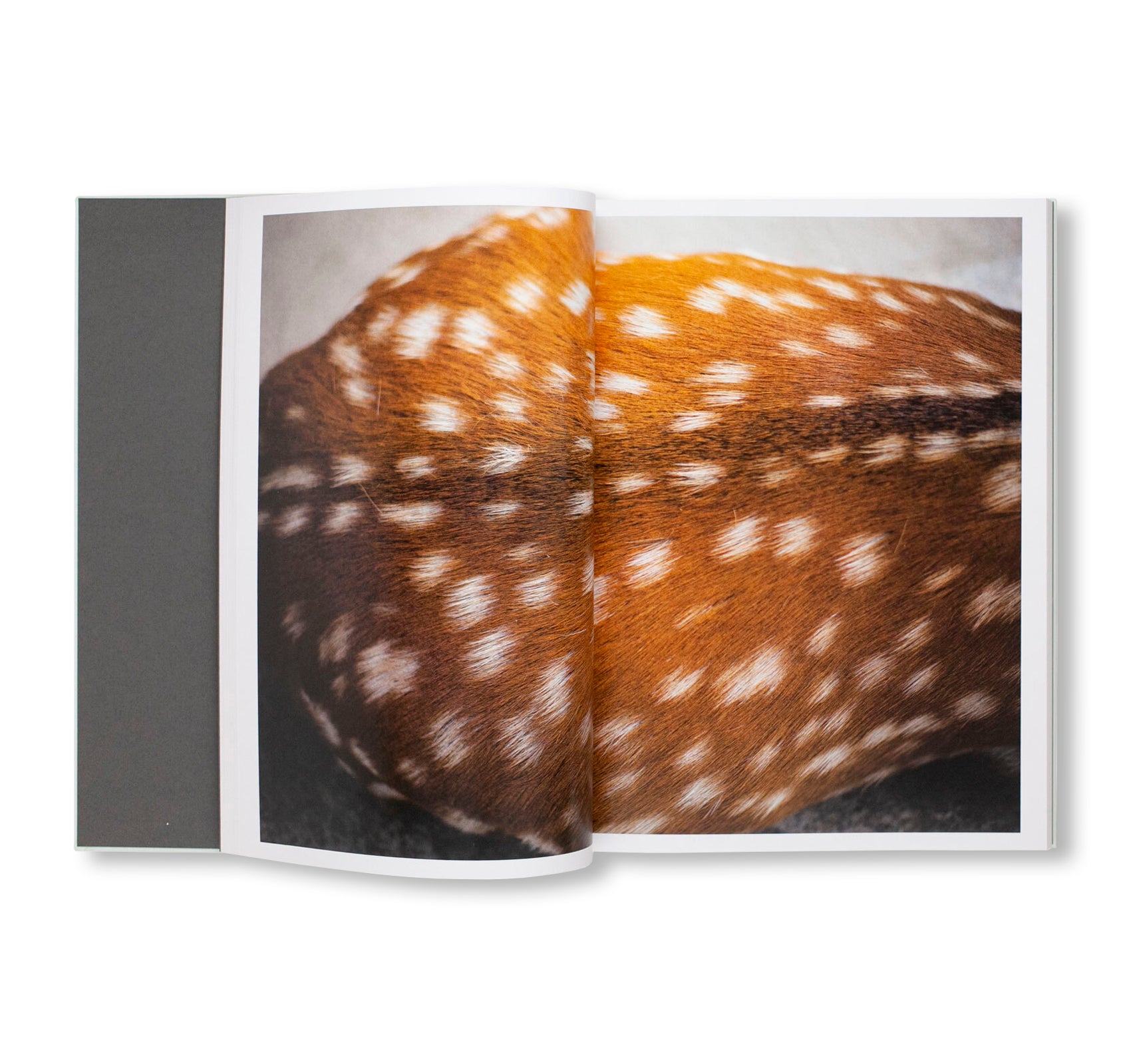 CLOUD PHYSICS by Terri Weifenbach