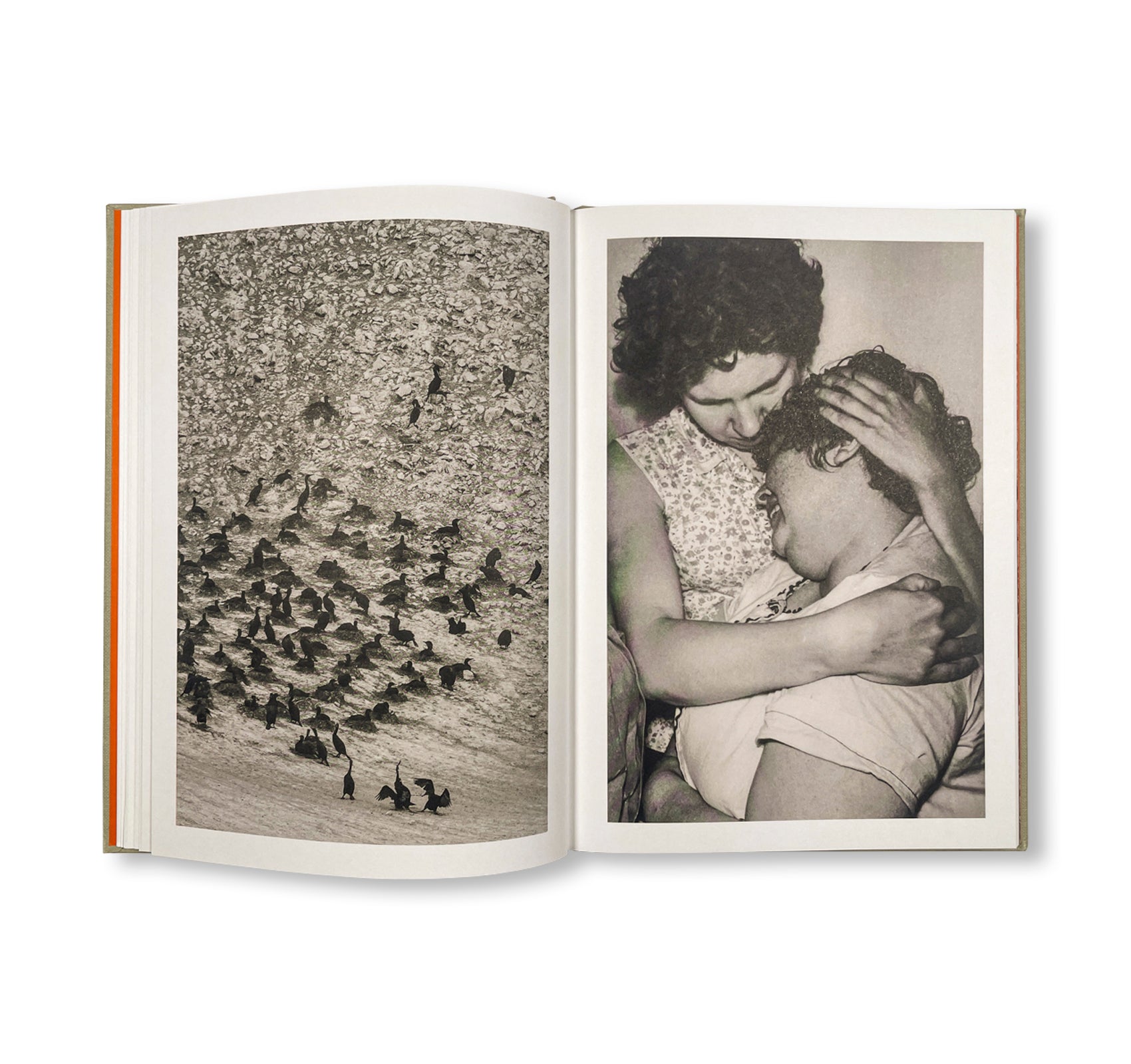 THE LOTTERY by Melissa Catanese