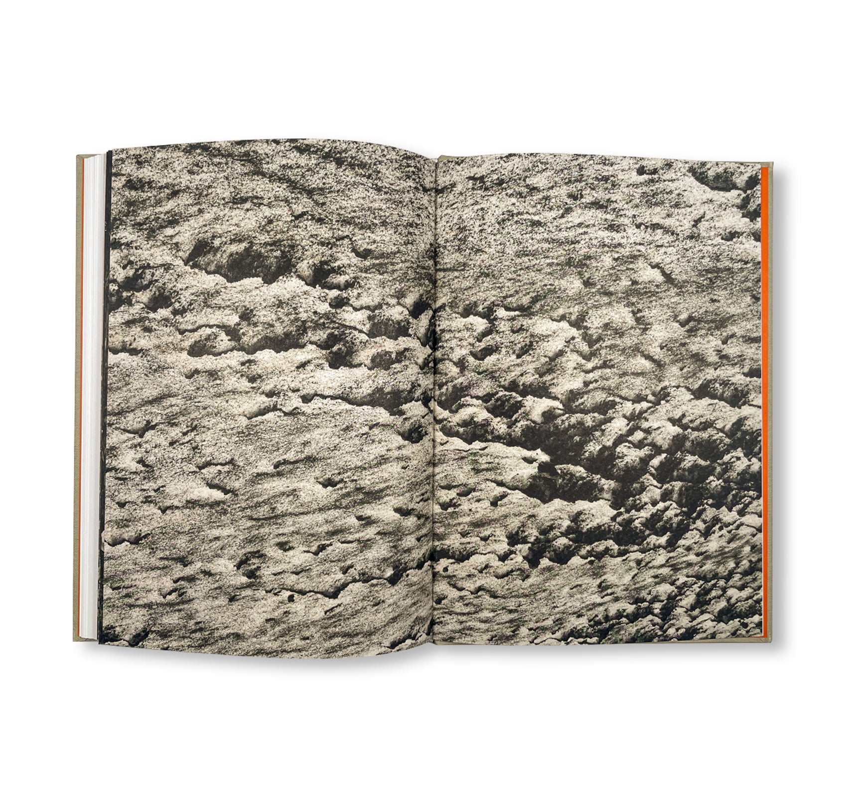 THE LOTTERY by Melissa Catanese