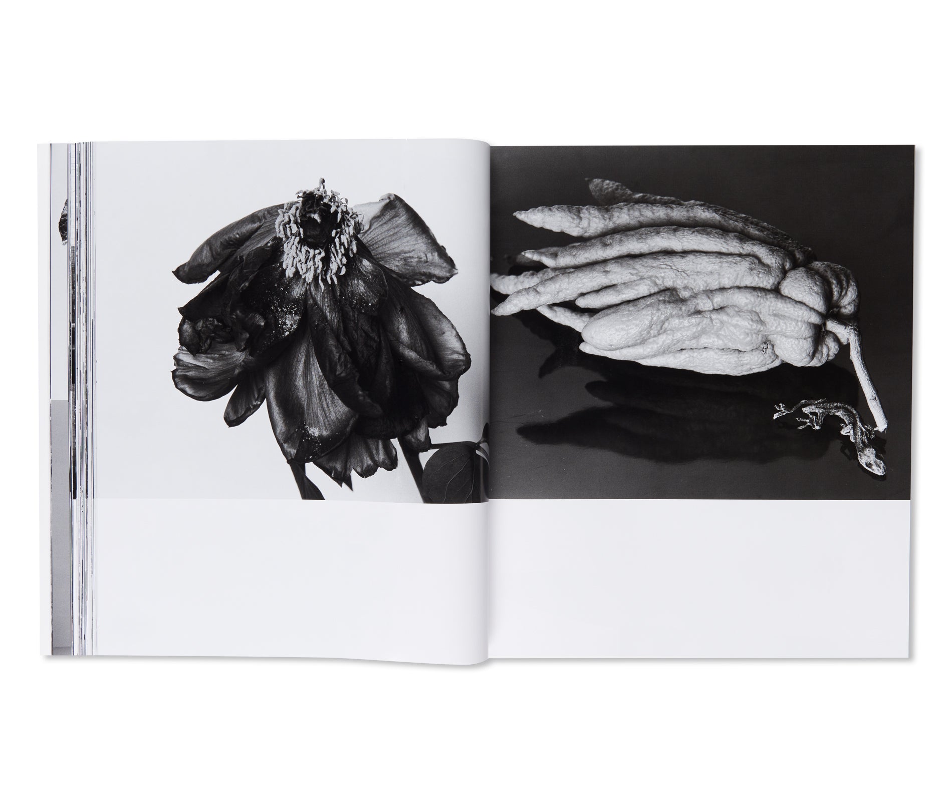 愛ノ花  / AI NO HANA by Nobuyoshi Araki