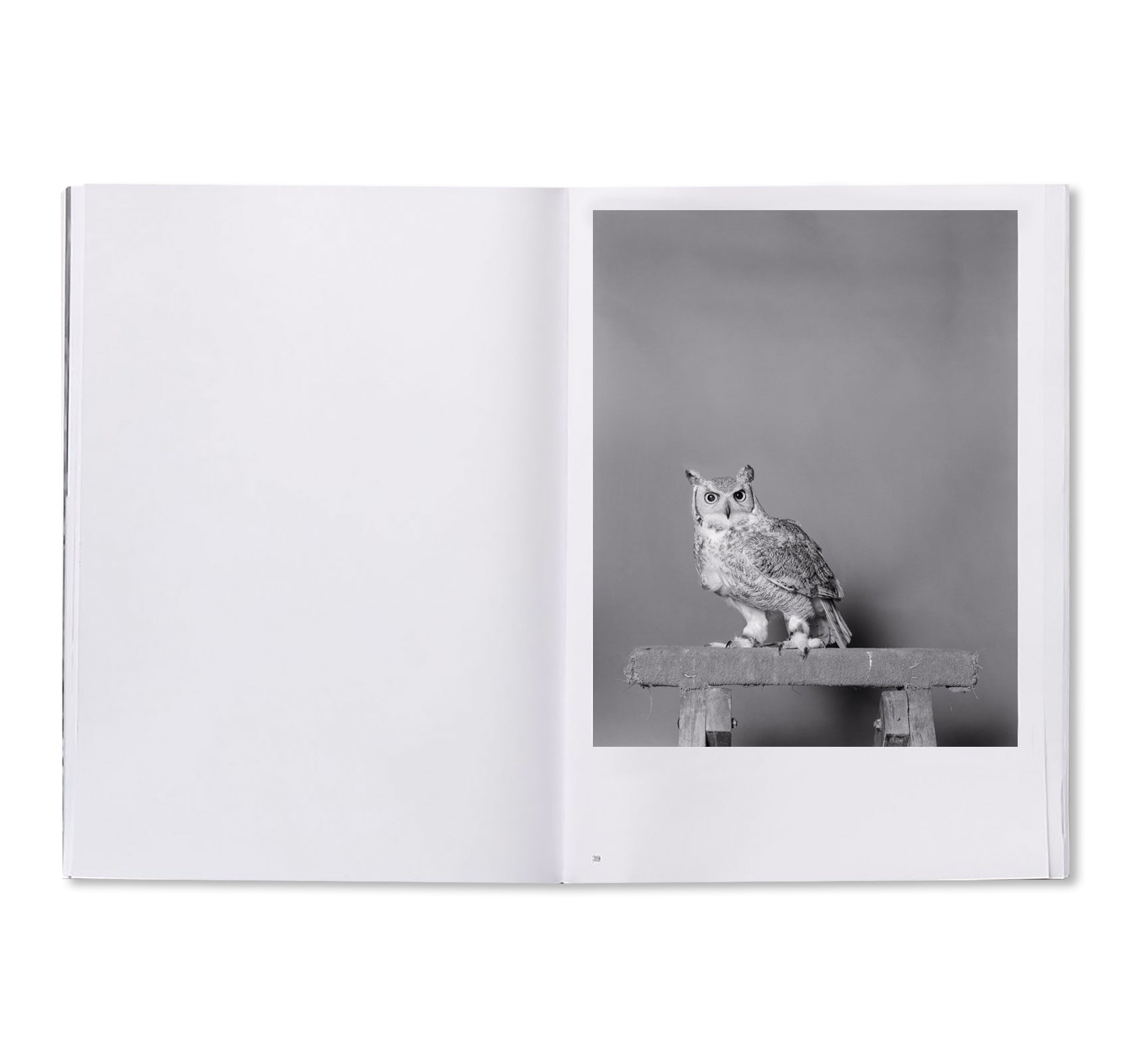 PARLIAMENT OF OWLS by Jack Latham