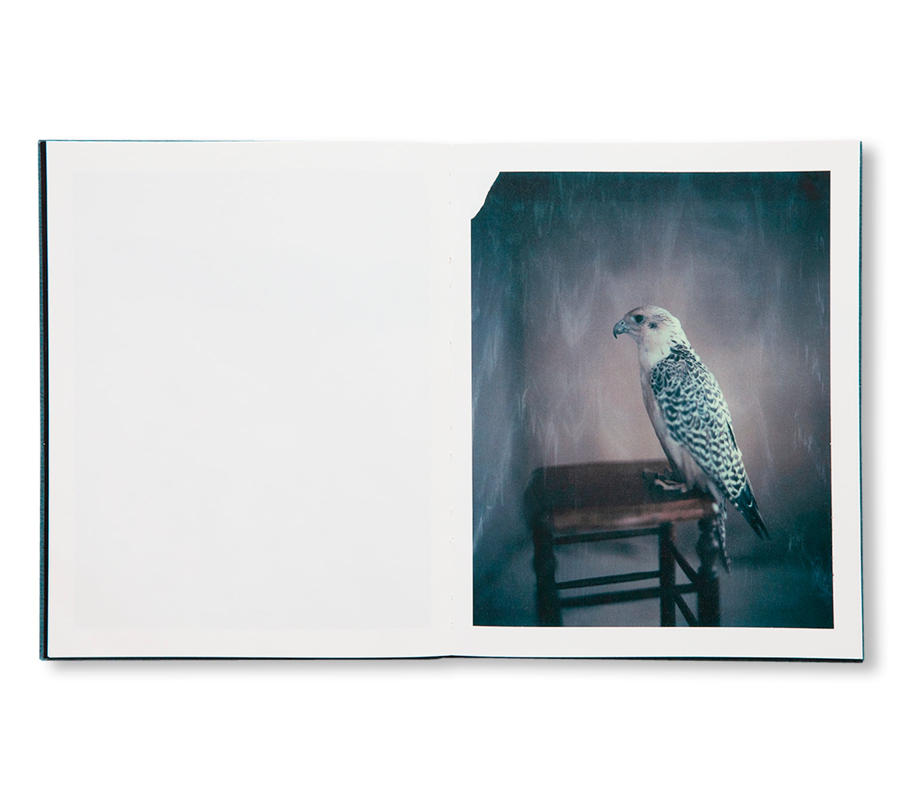 DES OISEAUX - PAOLO ROVERSI by Paolo Roversi