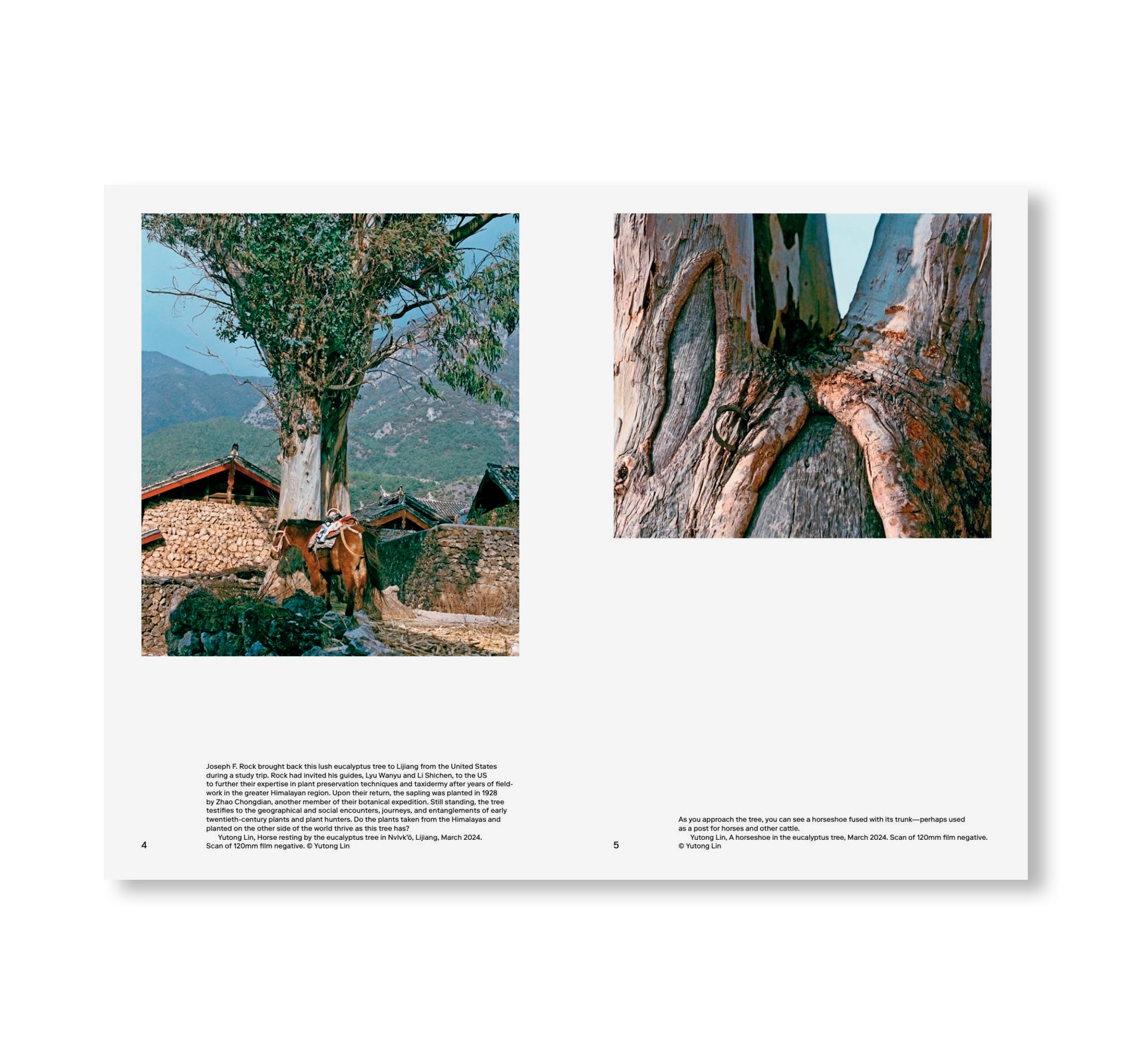 ZOMIA GARDEN by Yutong Lin