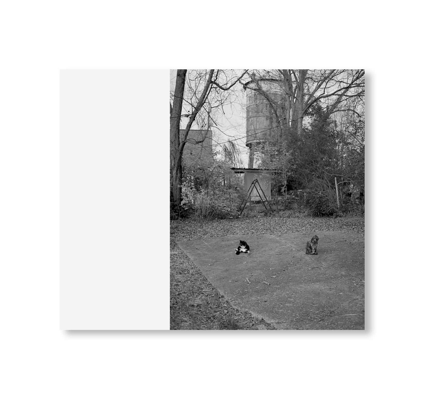 LOW FI CATS by Mark Steinmetz