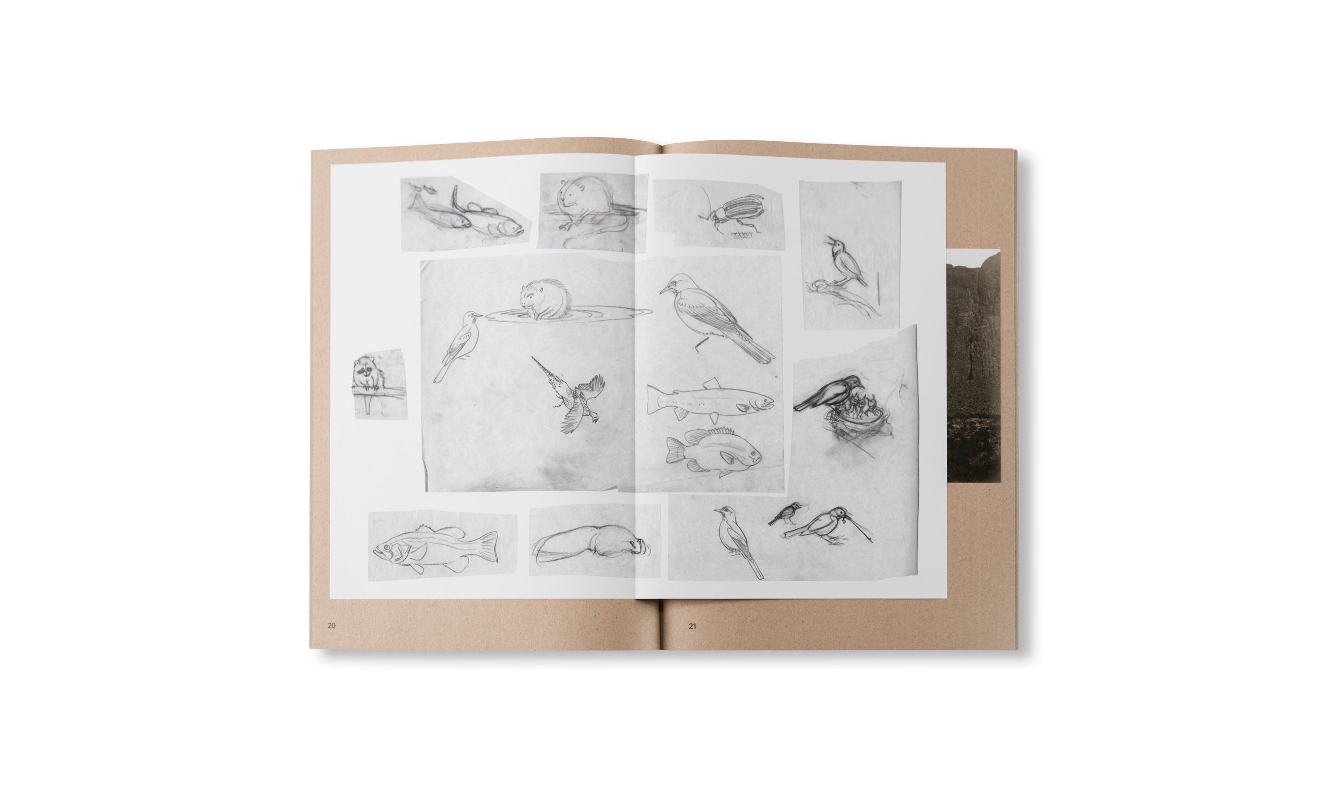 WIDENING THE LENS: PHOTOGRAPHY, ECOLOGY, AND THE CONTEMPORARY LANDSCAPE