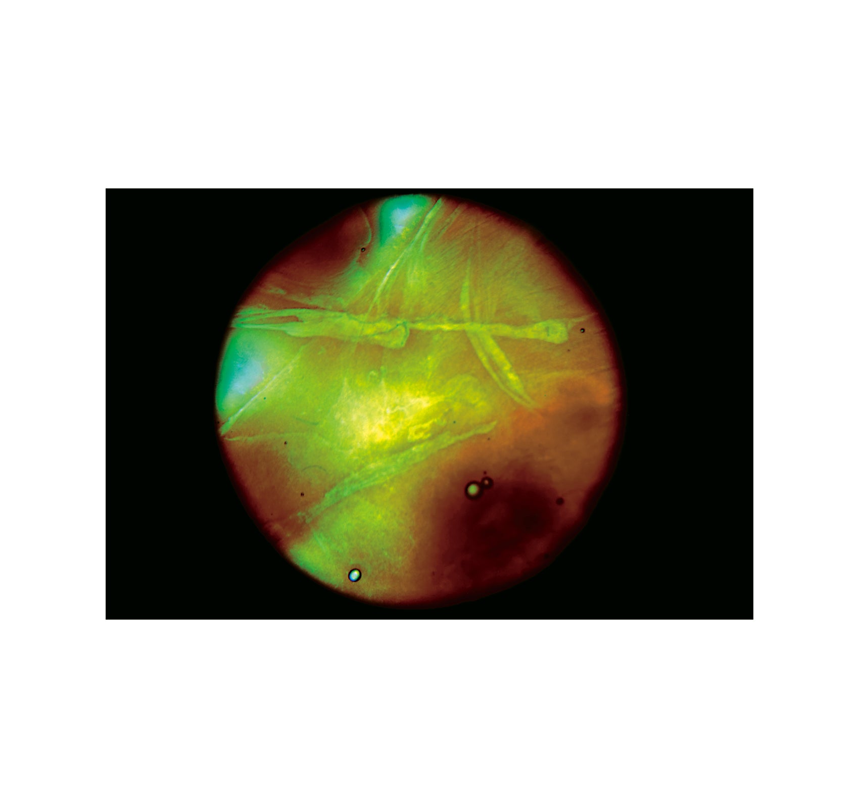 MY BLOODY HAND by Momo Okabe [SIGNED]