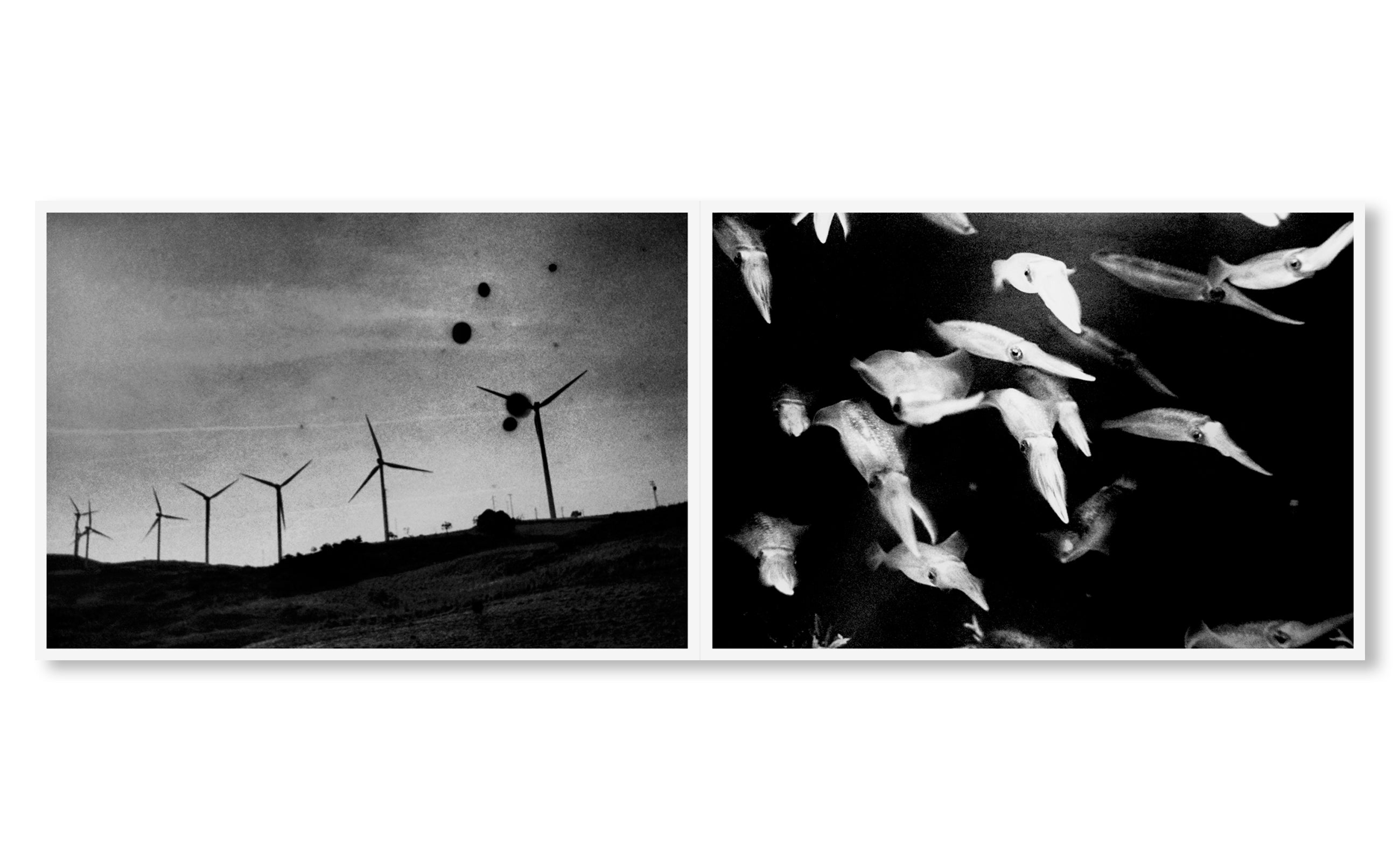 IN THE FLAP OF A BIRD'S WING, WATER DRIES UP by Eriko Masaoka