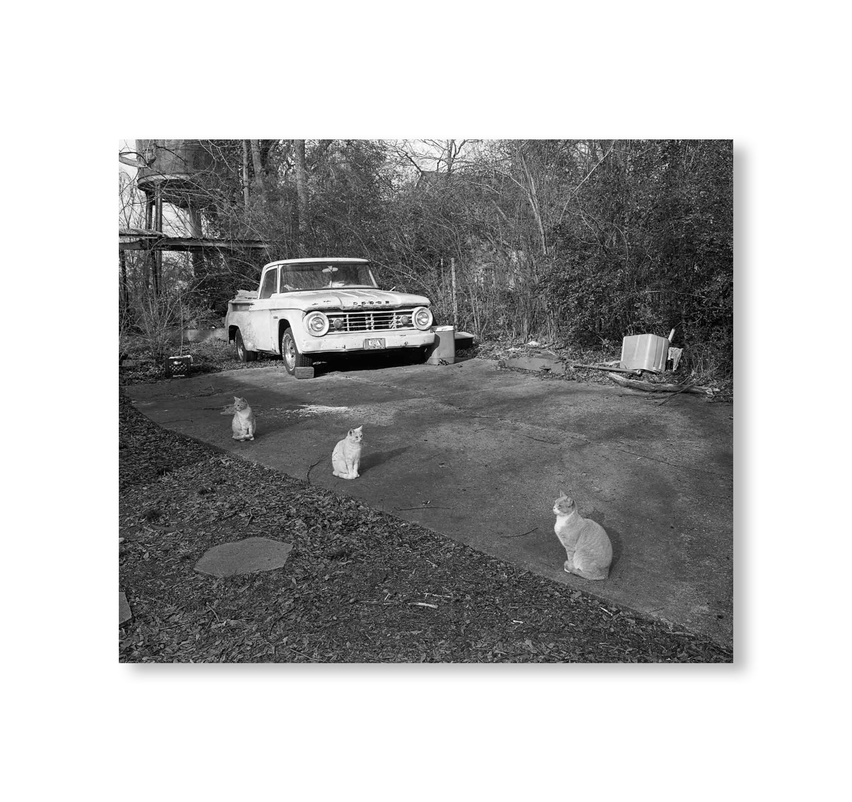 LOW FI CATS by Mark Steinmetz