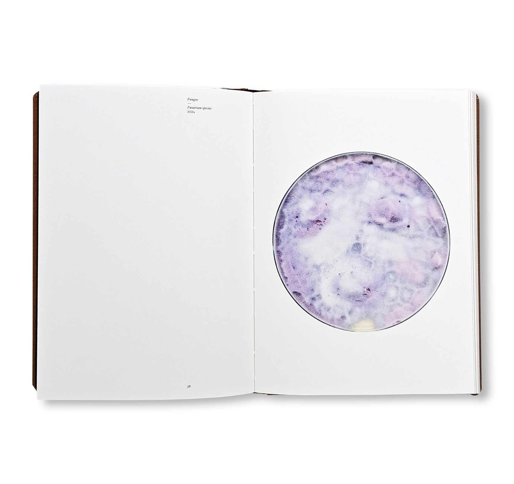 FUNGI by Nicolai Howalt