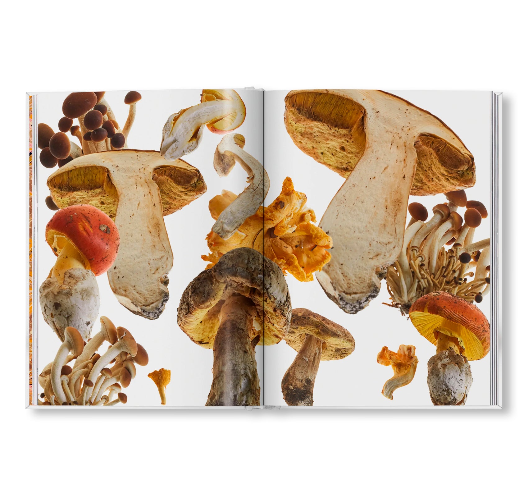 THE GOURMAND'S MUSHROOM. A COLLECTION OF STORIES AND RECIPES by The Gourmand