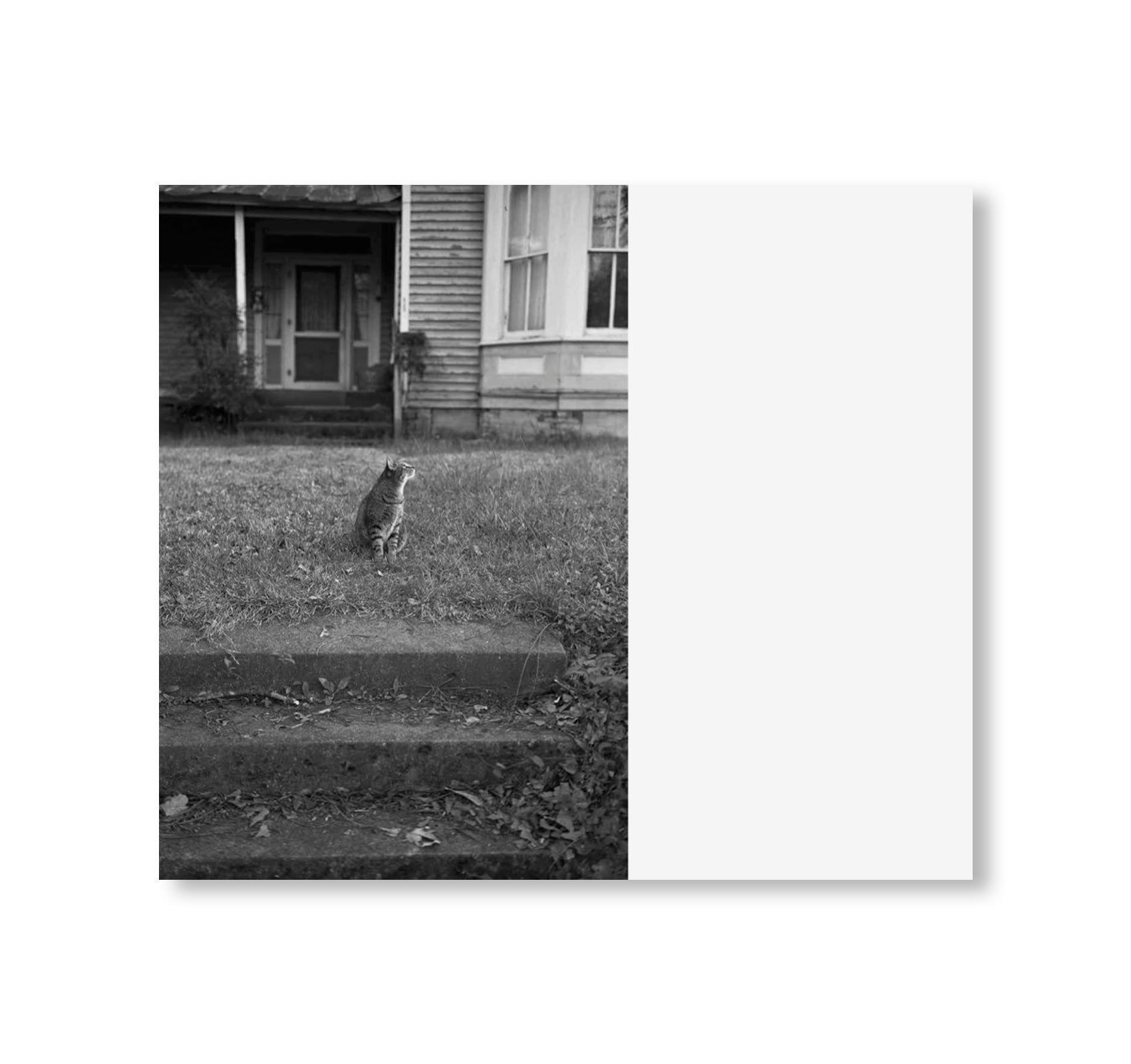 LOW FI CATS by Mark Steinmetz