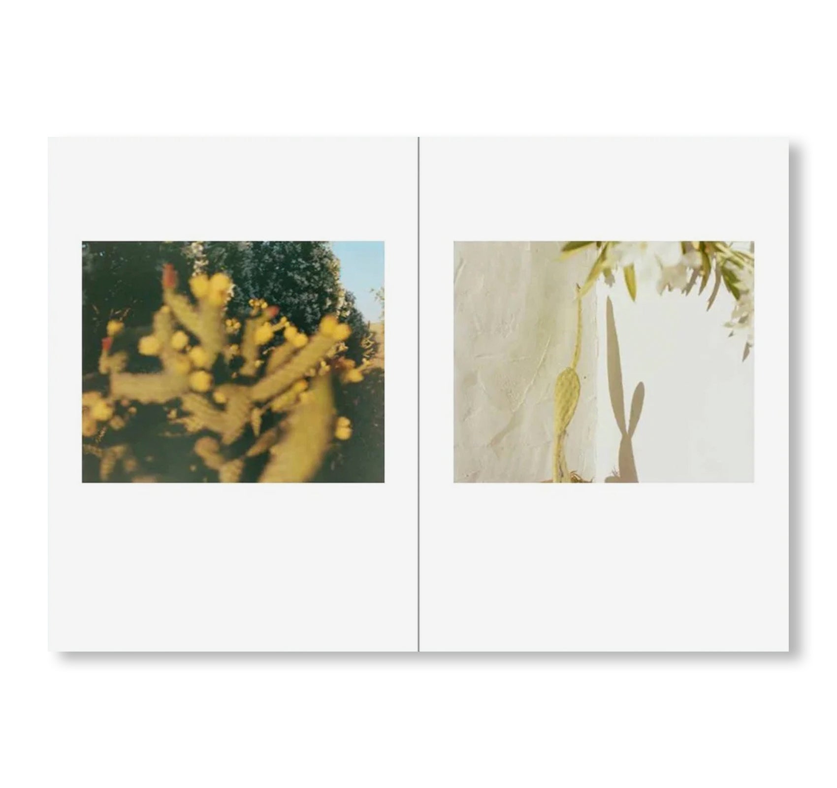 ONE PICTURE BOOK TWO #51: DESERT DAZE by Yoko Ikeda