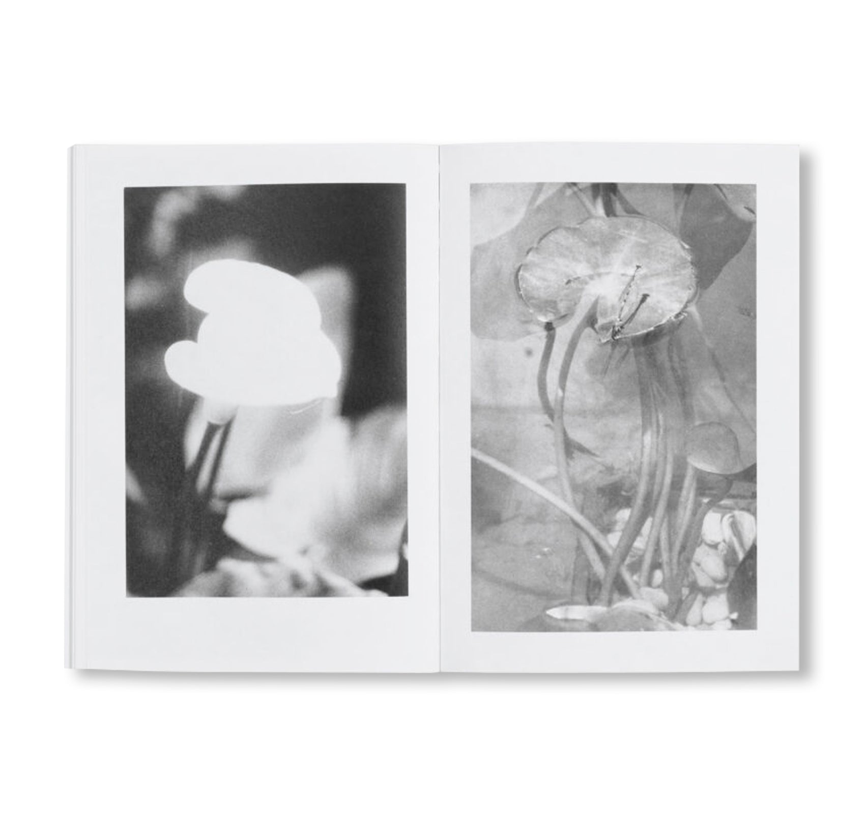 LOCAL ECOLOGY. MOULIN DES RIBES by Jochen Lempert