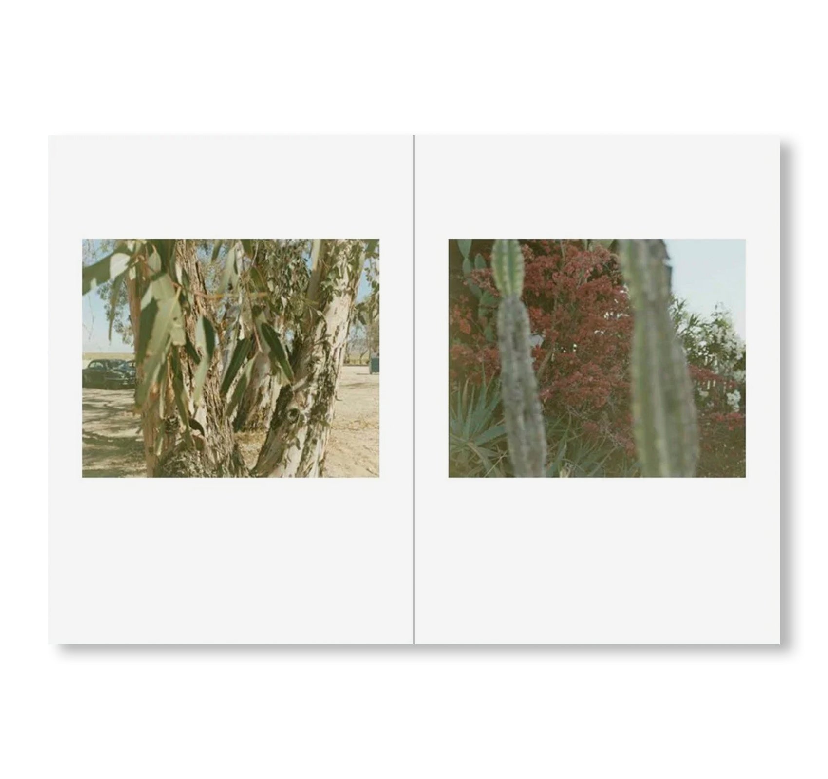 ONE PICTURE BOOK TWO #51: DESERT DAZE by Yoko Ikeda