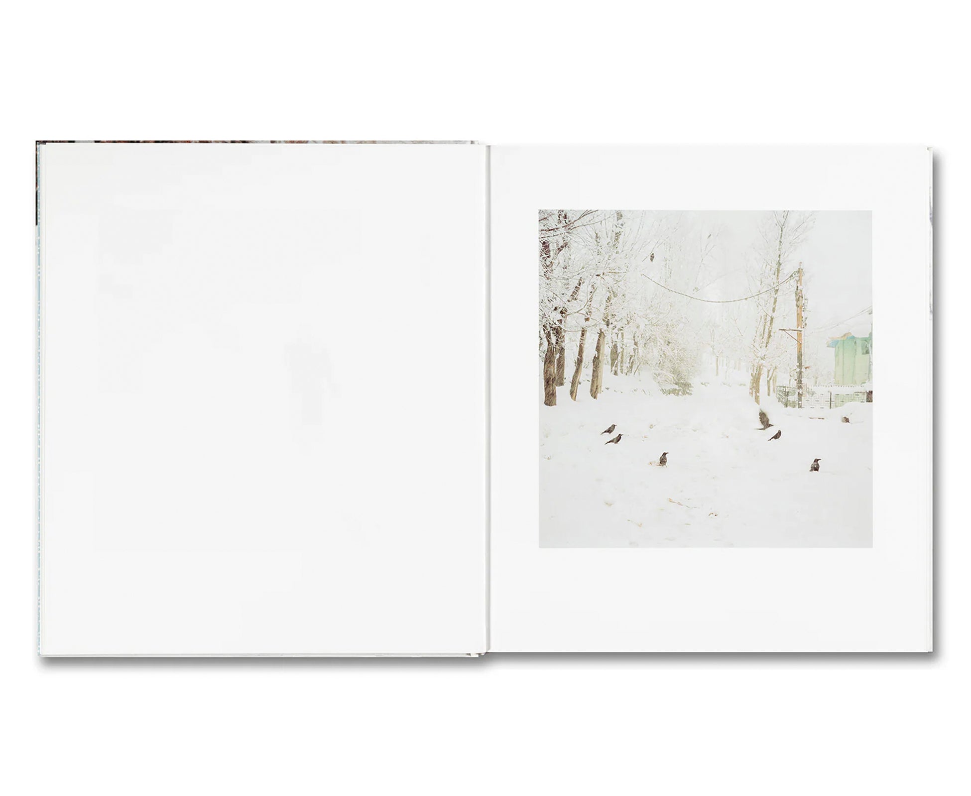 SNOW by Sohrab Hura
