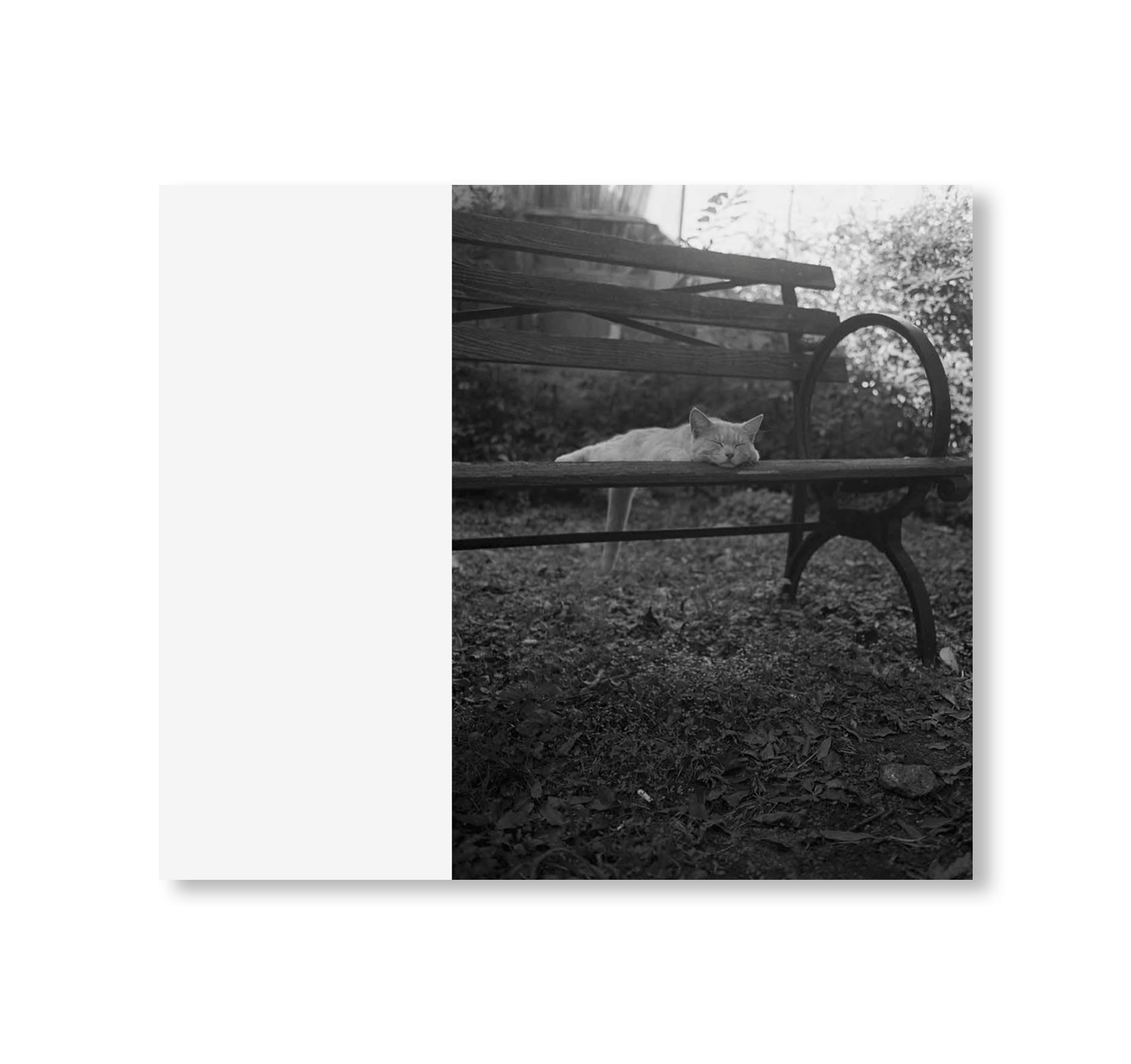 LOW FI CATS by Mark Steinmetz