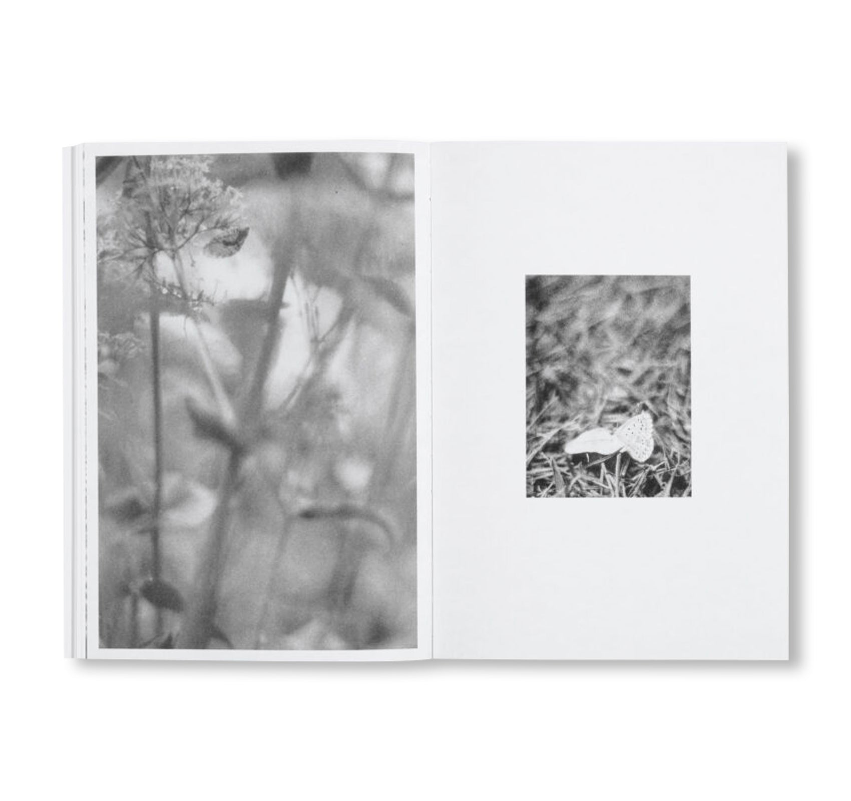 LOCAL ECOLOGY. MOULIN DES RIBES by Jochen Lempert
