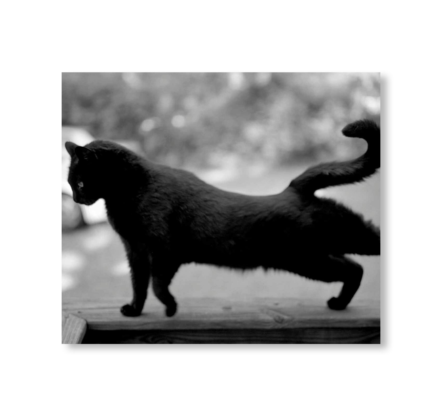 LOW FI CATS by Mark Steinmetz
