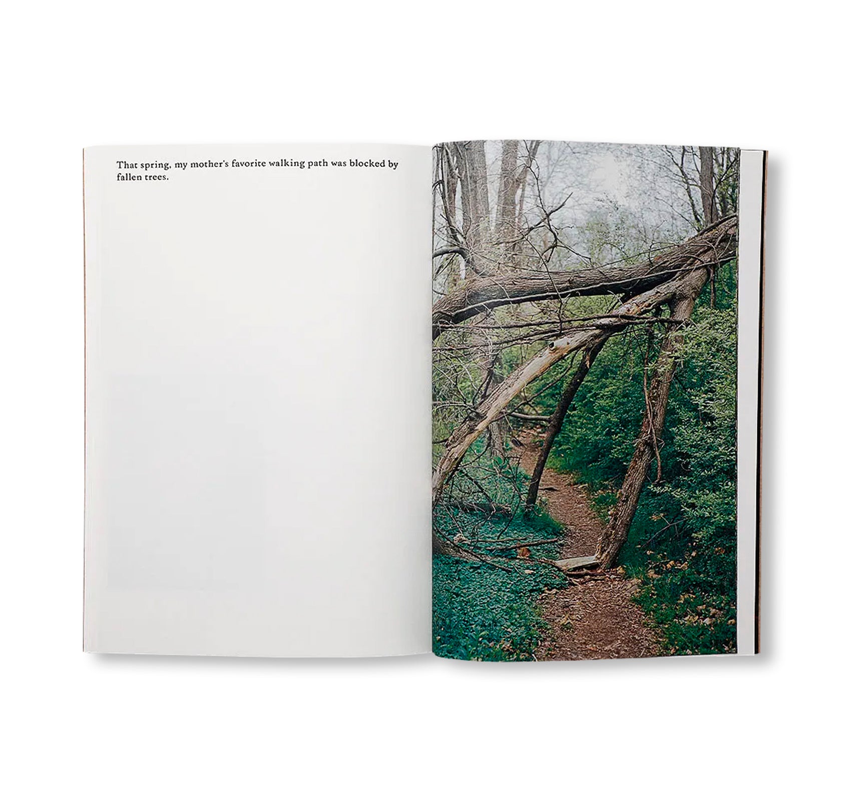 THE DARK WOOD by Danielle Mericle [SIGNED]