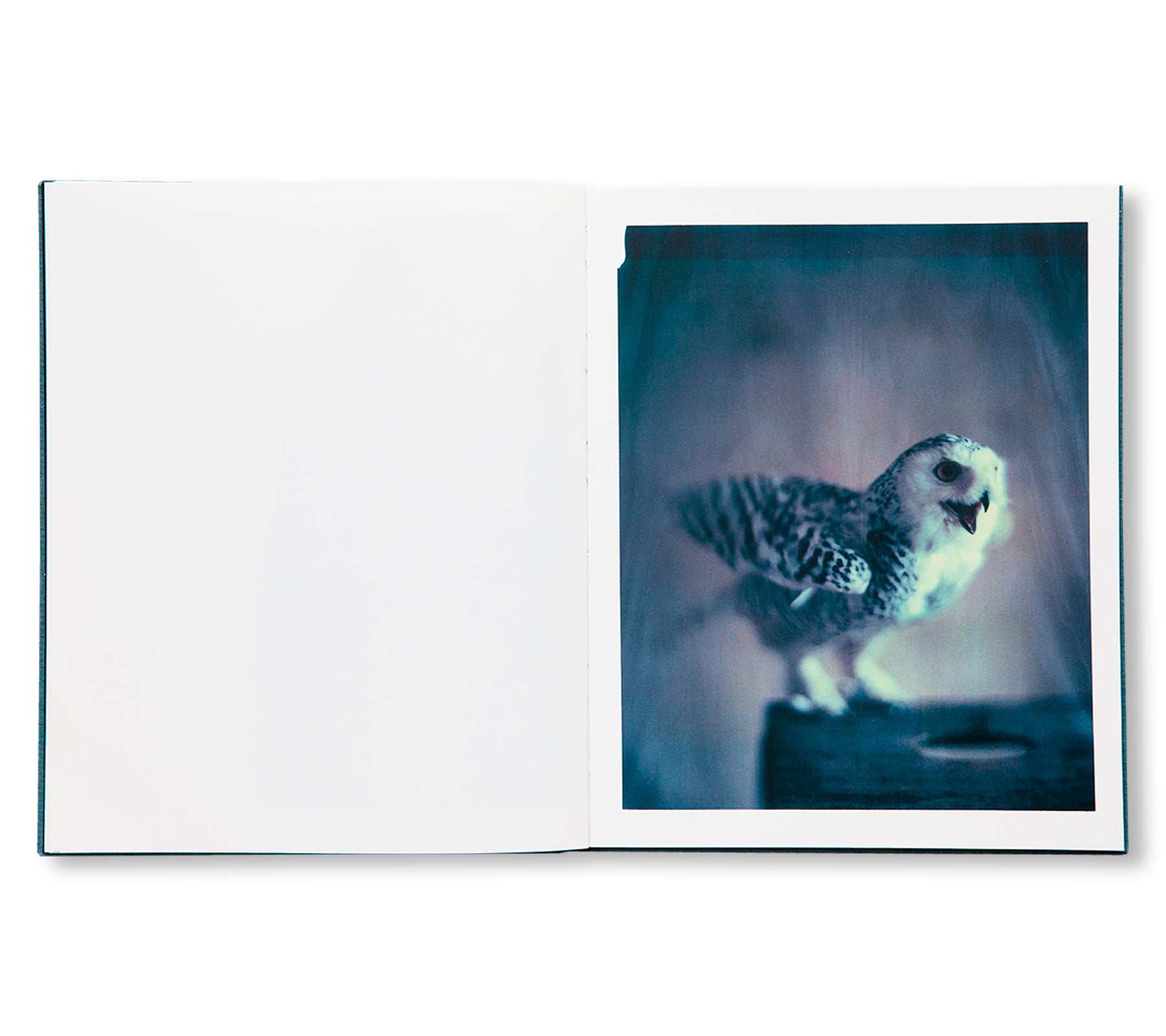 DES OISEAUX - PAOLO ROVERSI by Paolo Roversi