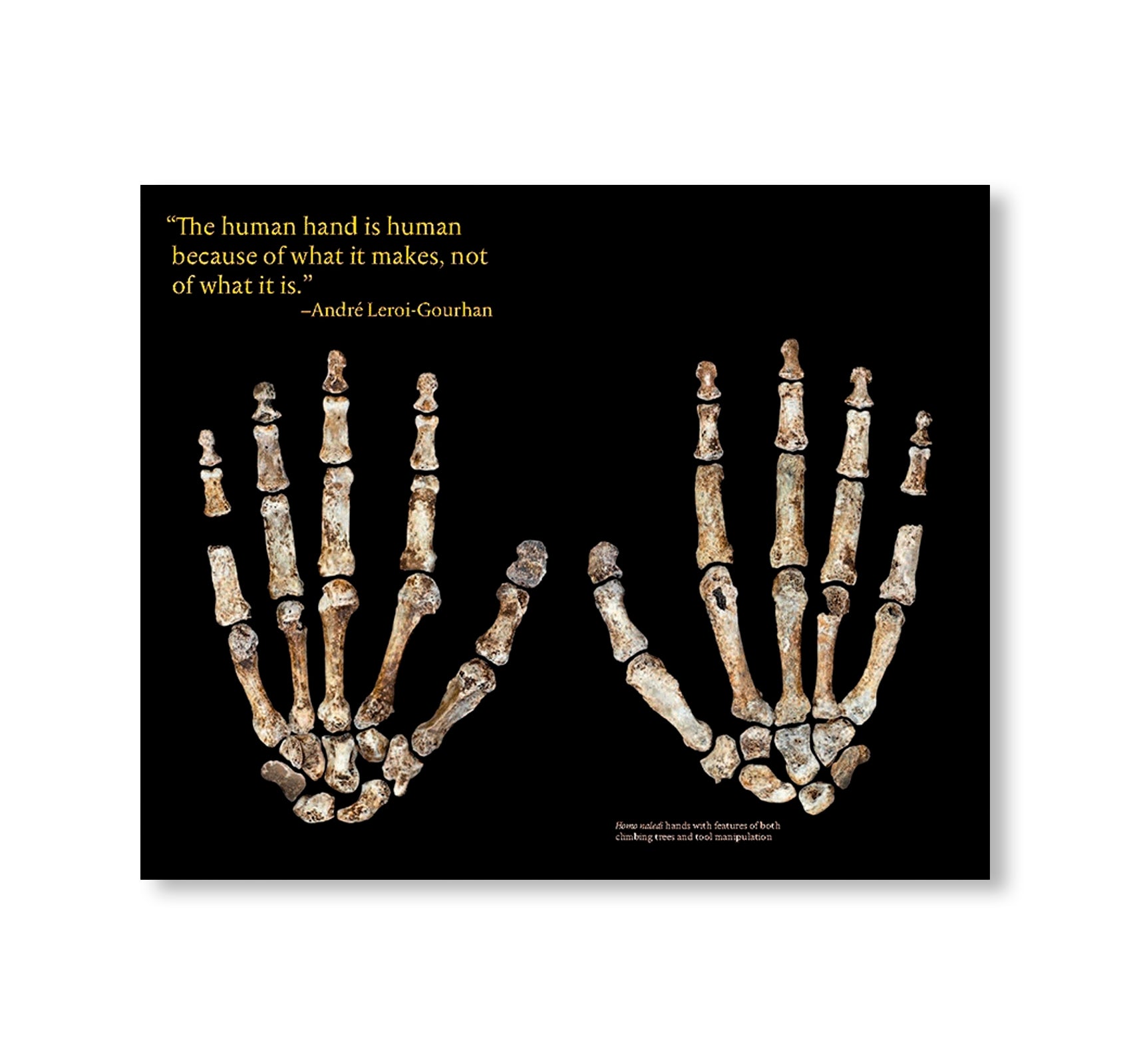 ARE WE HUMAN? - NOTES ON AN ARCHAEOLOGY OF DESIGN by Beatriz Colomina, Mark Wigley