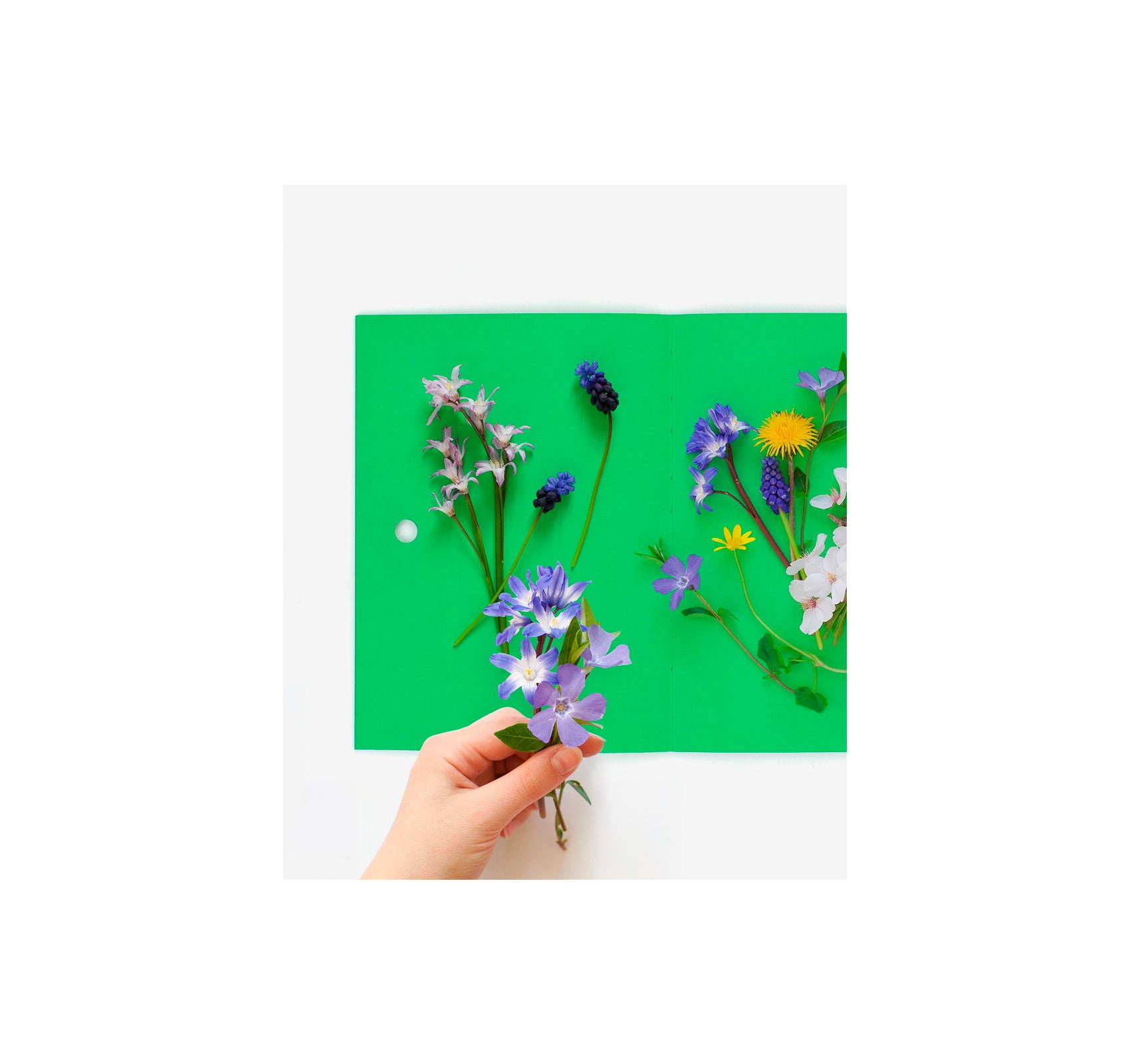 HERBIER by Fanette Mellier