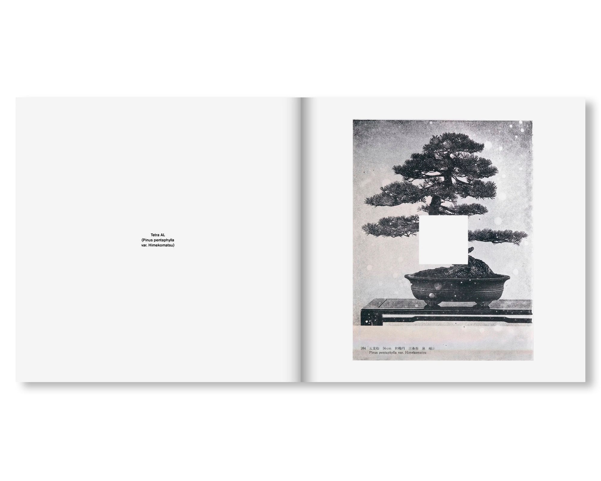 TETRA AL by Jan S. Hansen