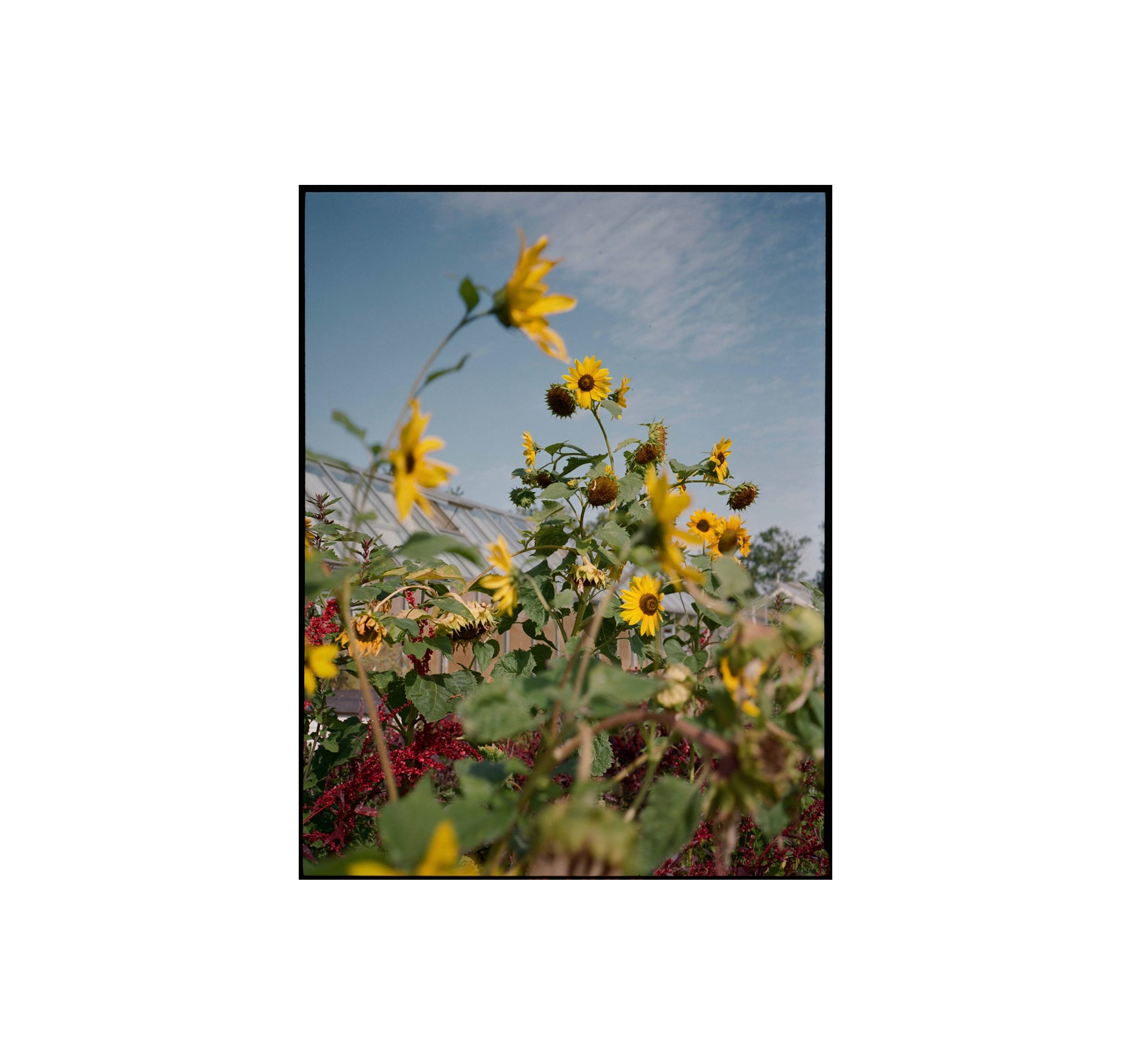 A MAGAZINE CURATED BY CECILIE BAHNSEN