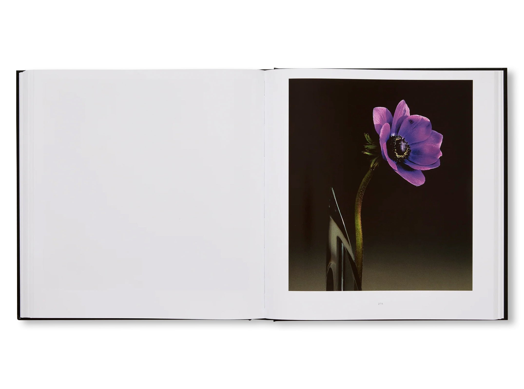 MAPPLETHORPE FLORA: THE COMPLETE FLOWERS by Robert Mapplethorpe [NEW EDITION]