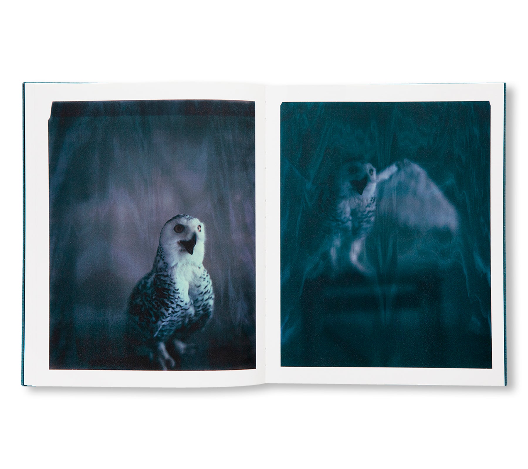 DES OISEAUX - PAOLO ROVERSI by Paolo Roversi