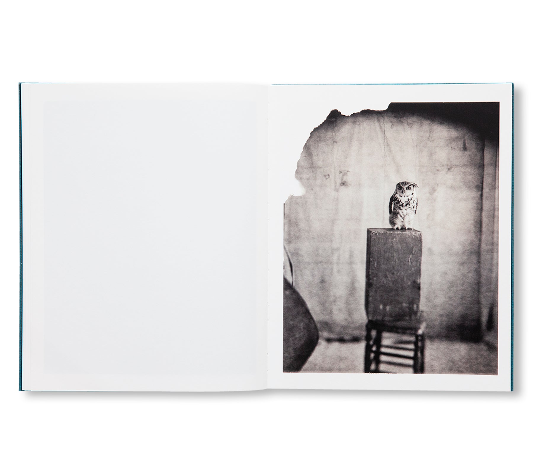 DES OISEAUX - PAOLO ROVERSI by Paolo Roversi