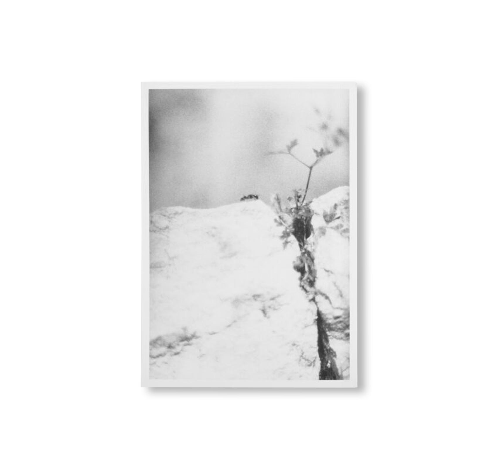LOCAL ECOLOGY. MOULIN DES RIBES by Jochen Lempert