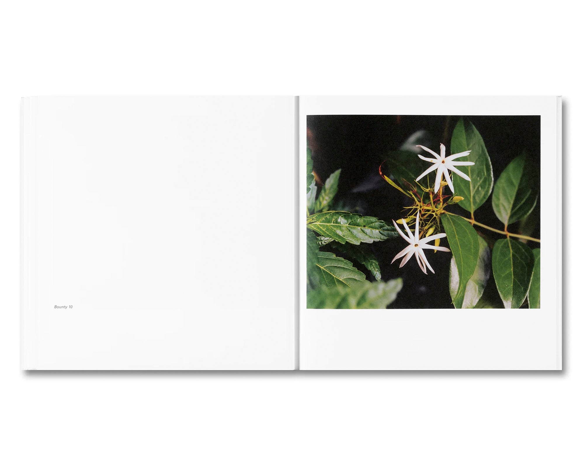 BOUNTY by Steve McQueen