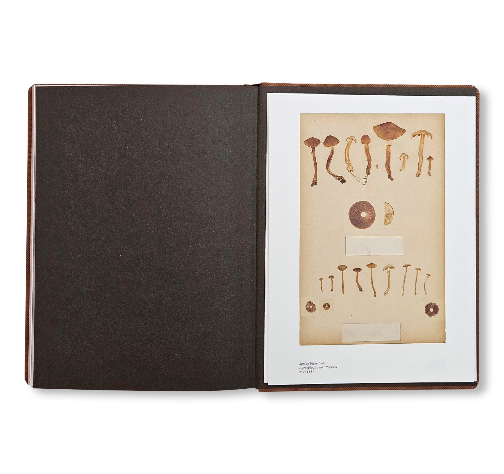 FUNGI by Nicolai Howalt