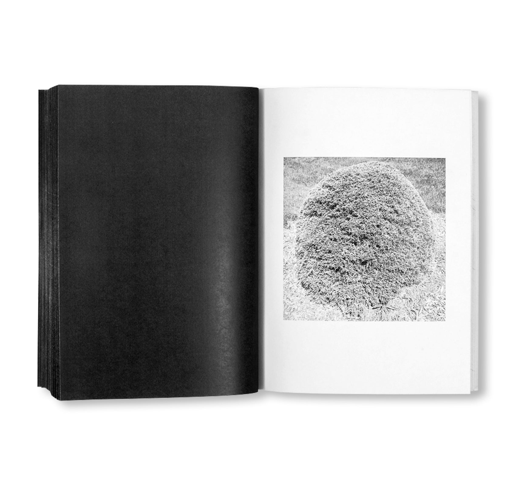 SHRUBS OF DEATH by Mike Slack [ENGLISH COVER / SIGNED]