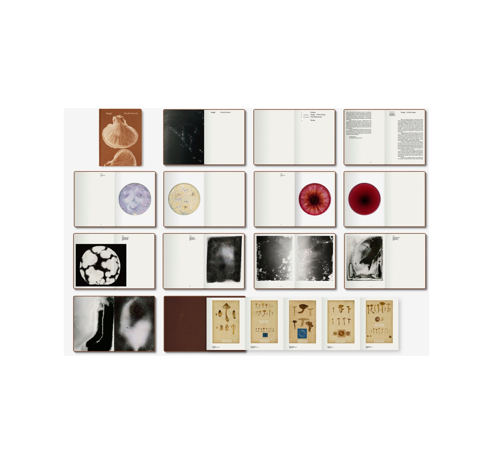 FUNGI by Nicolai Howalt