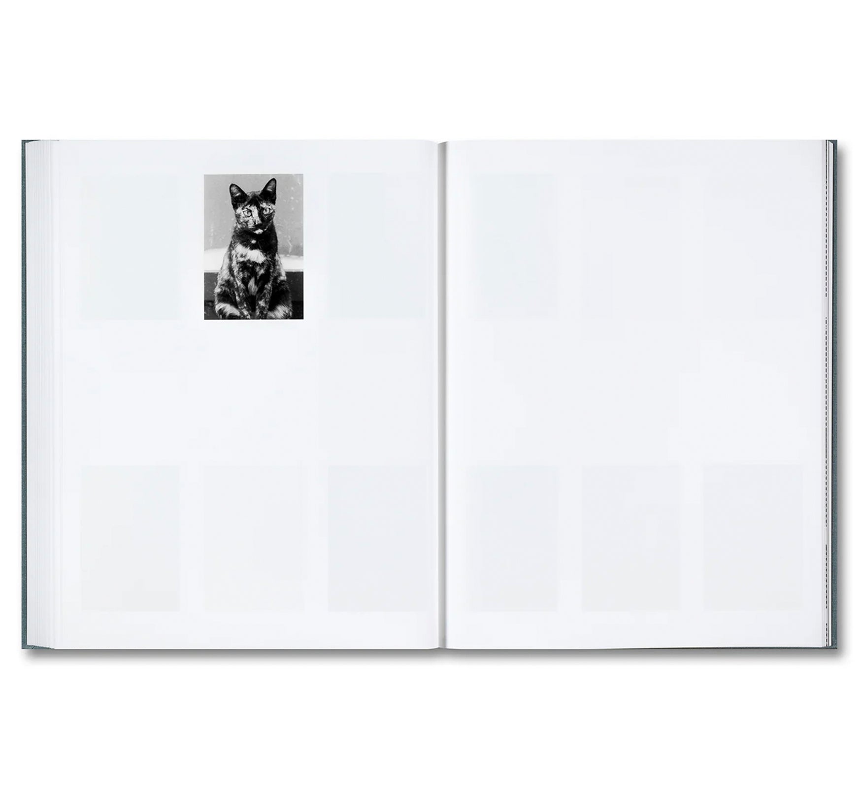 DISTRIBUTION by Daniel Shea [SIGNED]