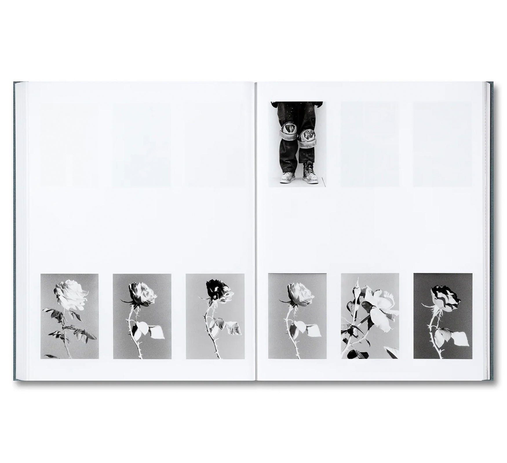 DISTRIBUTION by Daniel Shea [SIGNED]
