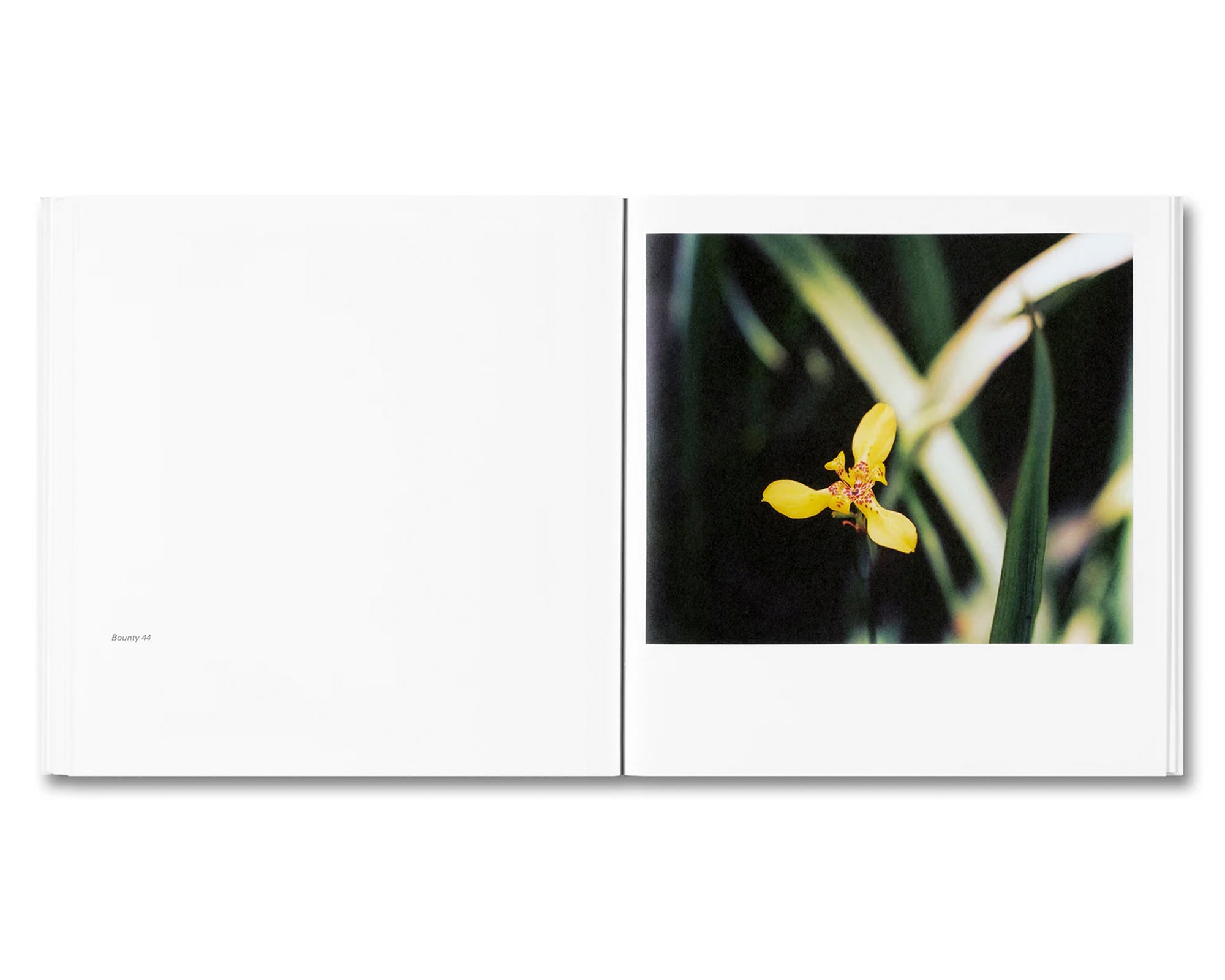 BOUNTY by Steve McQueen