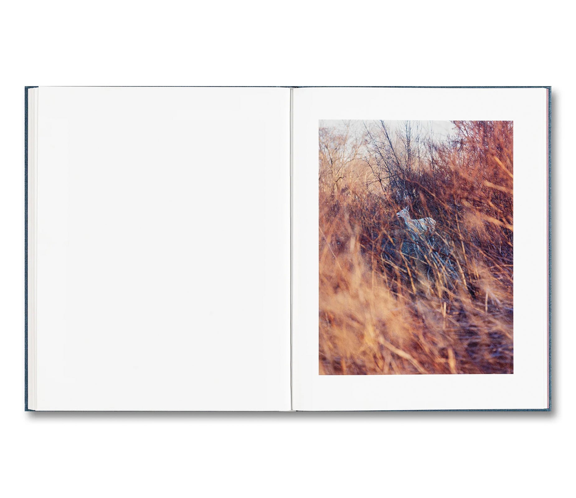 KING, QUEEN, KNAVE by Gregory Halpern