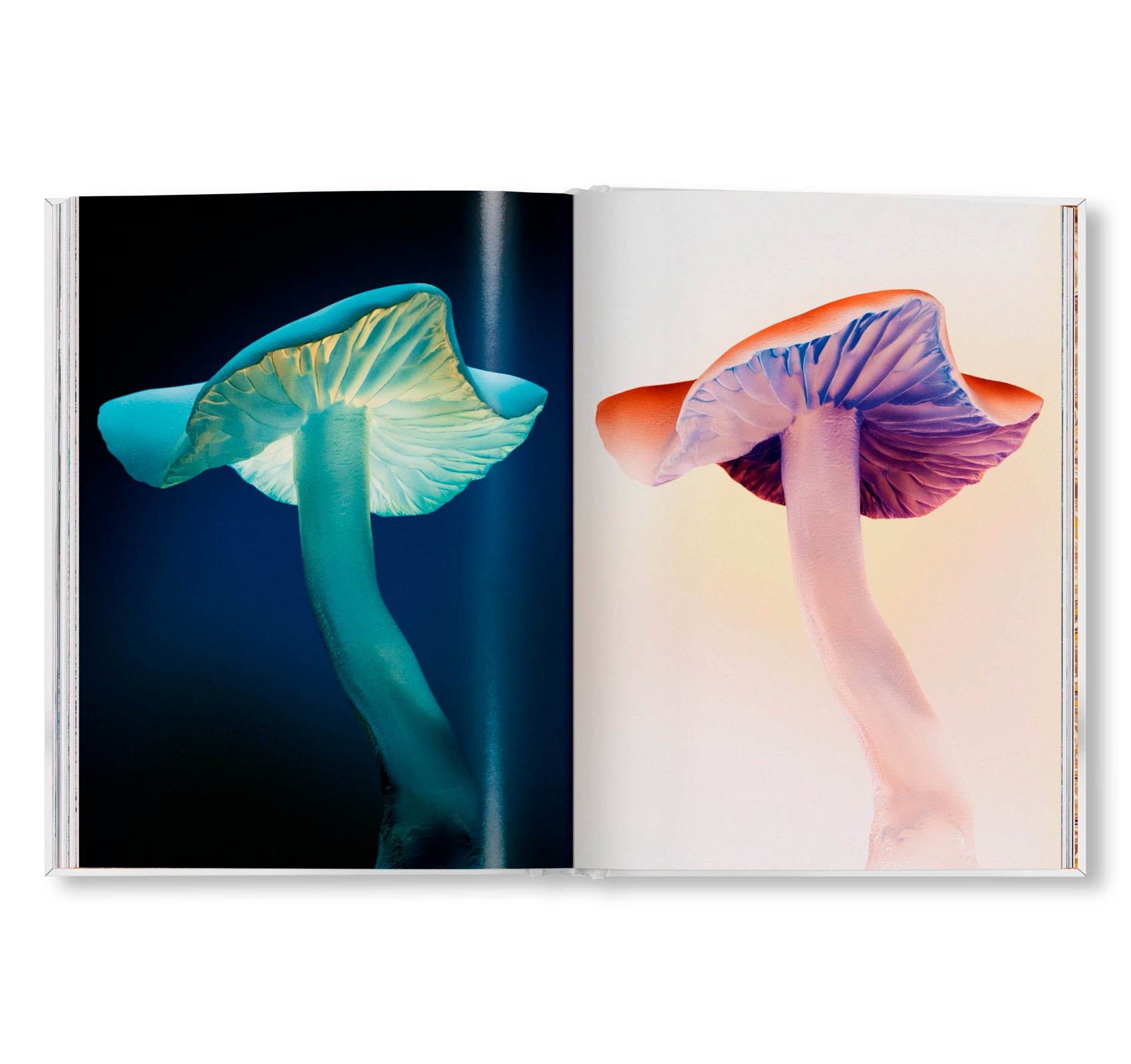 THE GOURMAND'S MUSHROOM. A COLLECTION OF STORIES AND RECIPES by The Gourmand