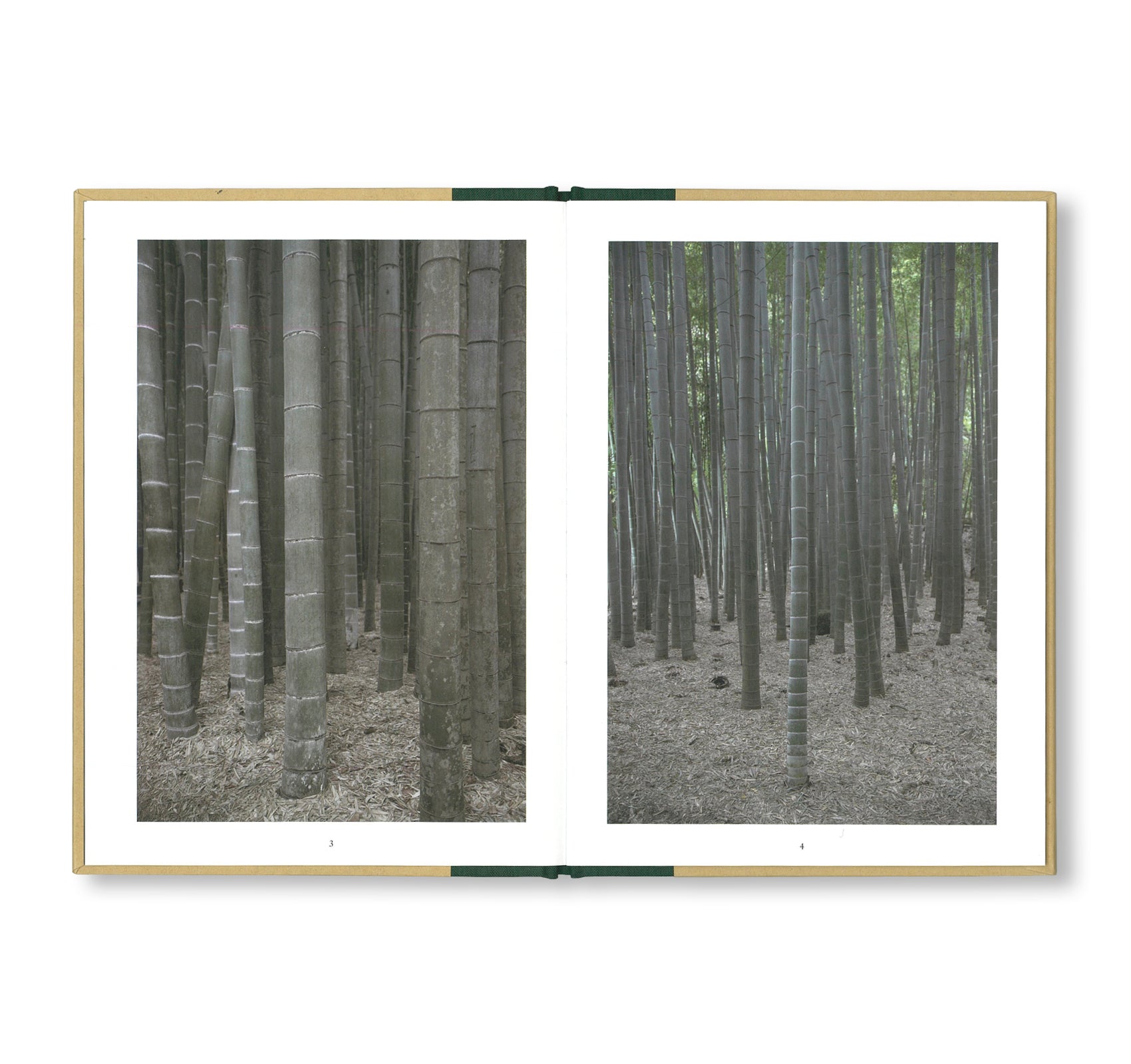 ONE PICTURE BOOK TWO #18: A WALK THROUGH A BAMBOO GROVE by David H. Gibson
