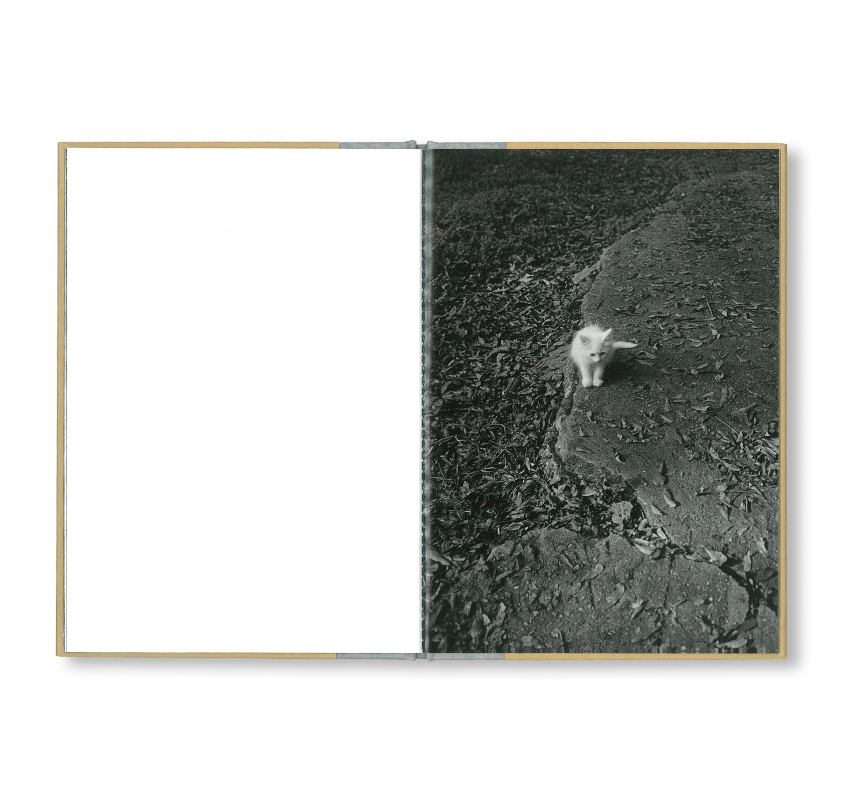 ONE PICTURE BOOK TWO #16: CATS by Mark Steinmetz