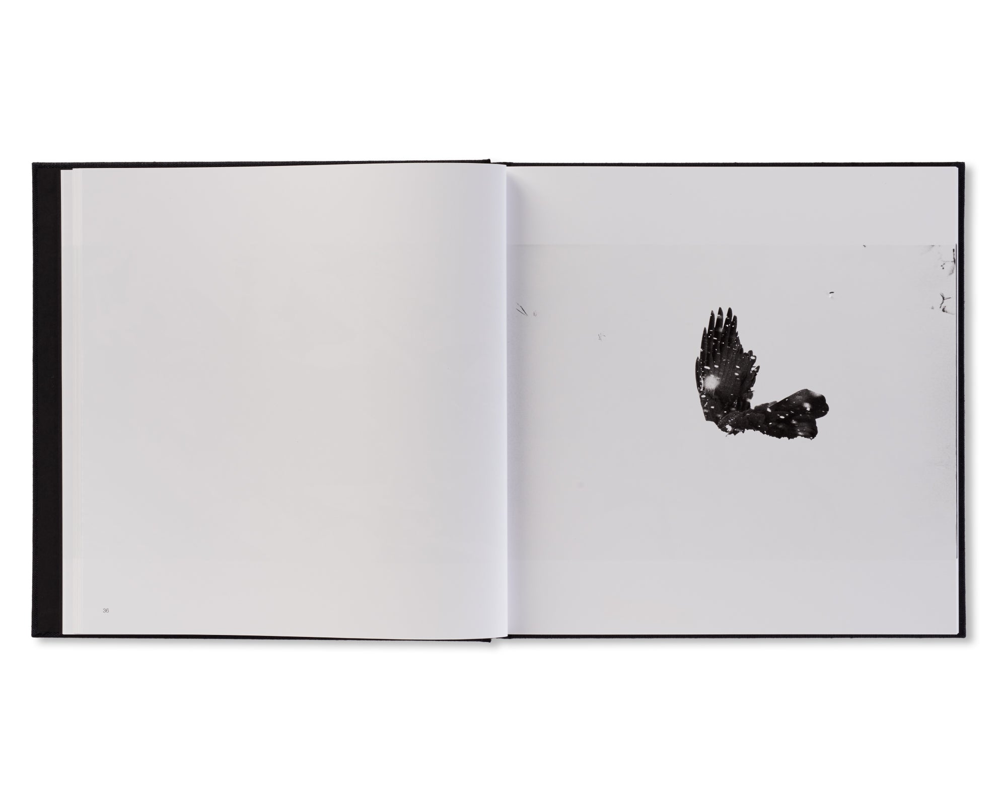 鴉 / RAVENS by Masahisa Fukase