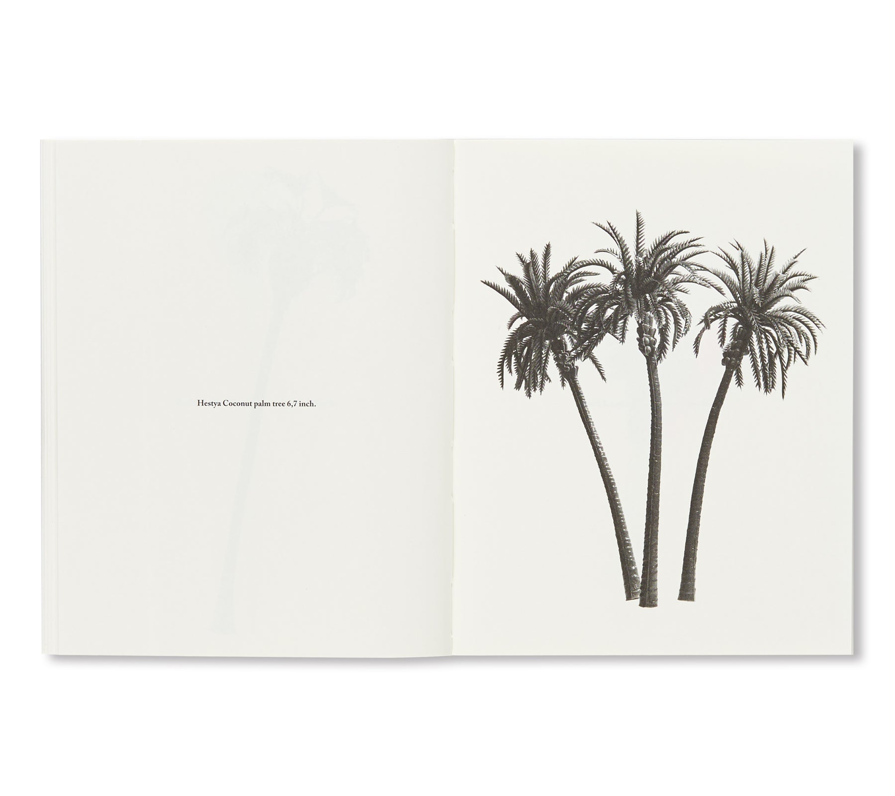 A FEW MODEL PALM TREES by Bruno V. Roels